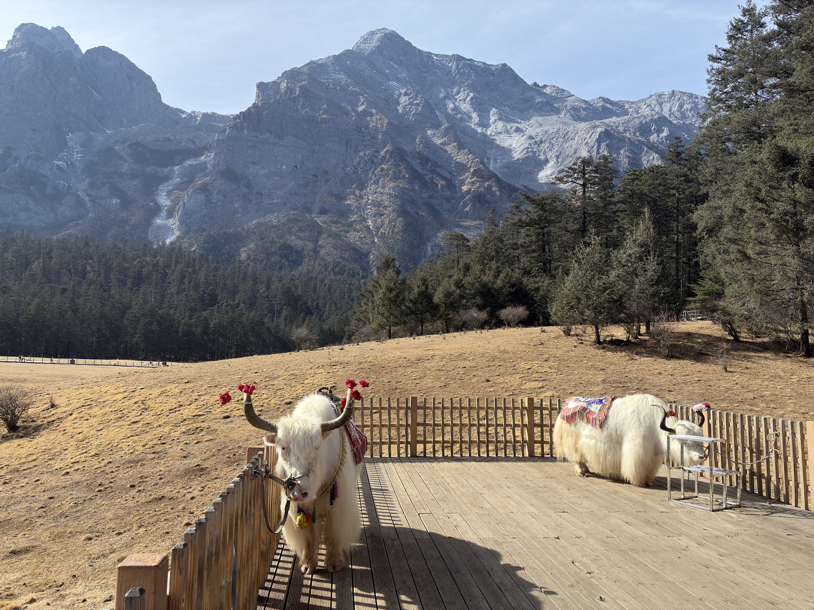 Picture China Lijiang Blue moon valley 2026-01 93 - Discover Blue moon valley