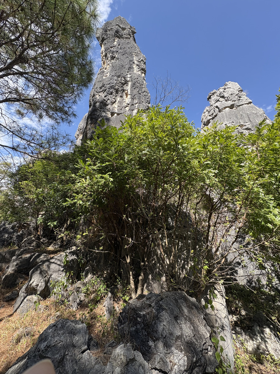 Picture China Shilin Stone Forest 2026-01 354 - Summer Shilin Stone Forest