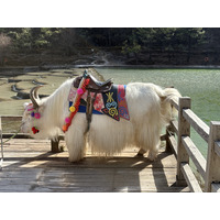 Picture China Lijiang Blue moon valley 2026-01 40 - Resort Blue moon valley