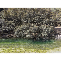 Picture China Lijiang Blue moon valley 2026-01 77 - Hot Season Blue moon valley