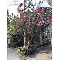 Picture Thailand Chiang Mai 2024-12 44 - Night Chiang Mai