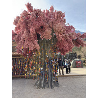 Picture China Lijiang Blue moon valley 2026-01 156 - Walking Street Blue moon valley