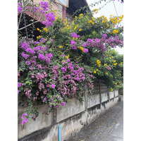 Picture Thailand Chiang Mai 2024-12 107 - Price Chiang Mai