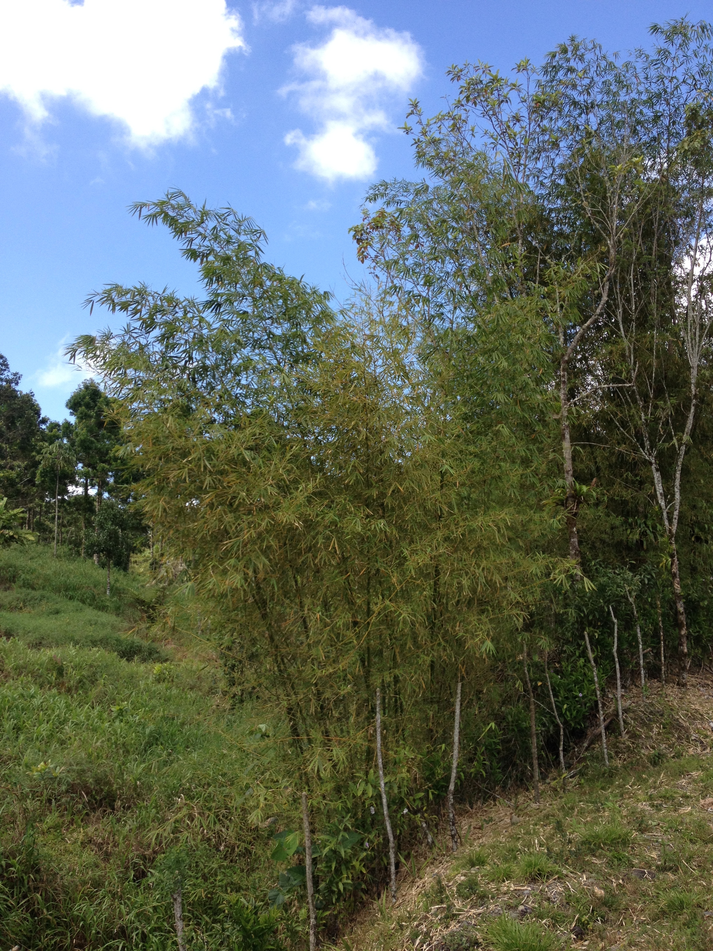 รูปถ่าย คอสตาริกา(Costa Rica) ตูร์รีอัลบา(Turrialba) 2015-03 3
