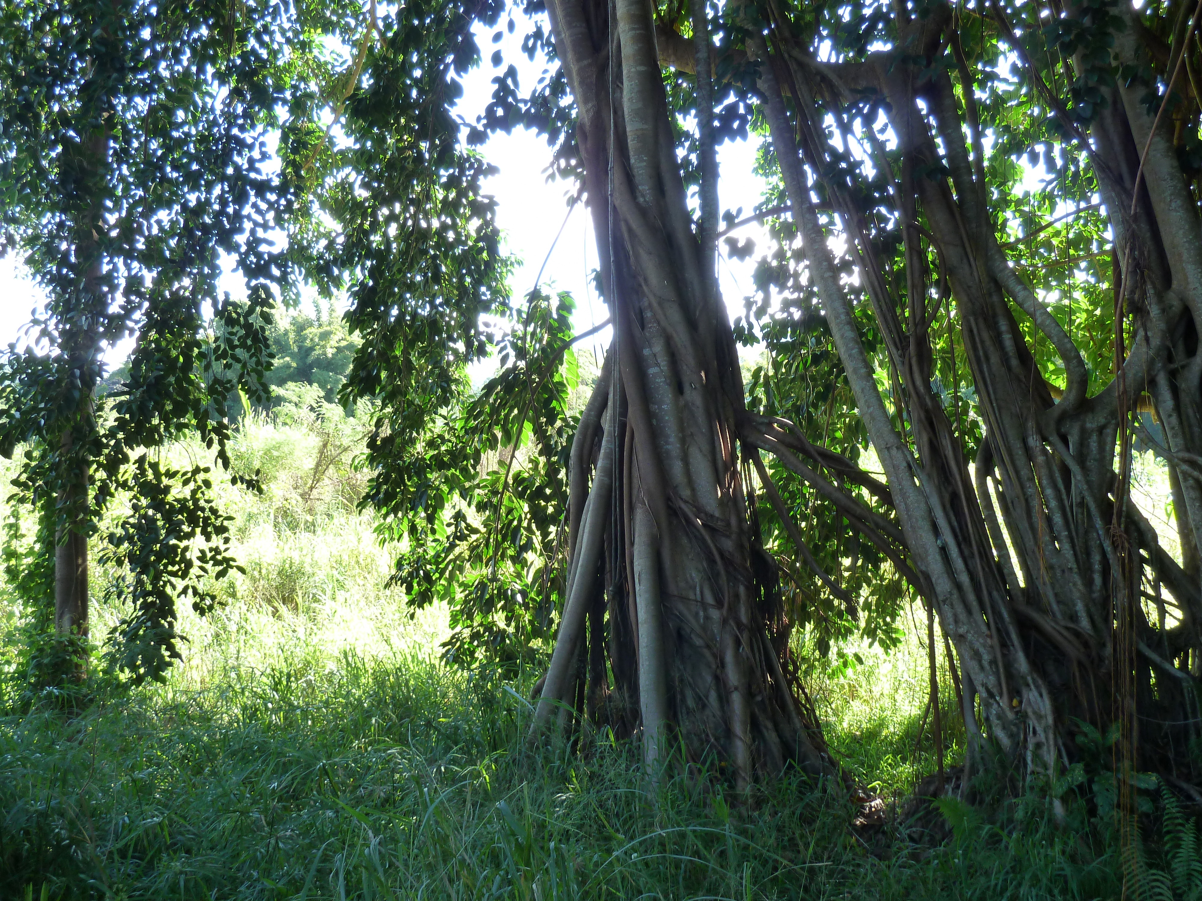 รูปถ่าย นิวแคลิโดเนีย(New Caledonia) ถนนจากกานาลาไปลาฟัว(Canala to La Foa road) 2010-05 58