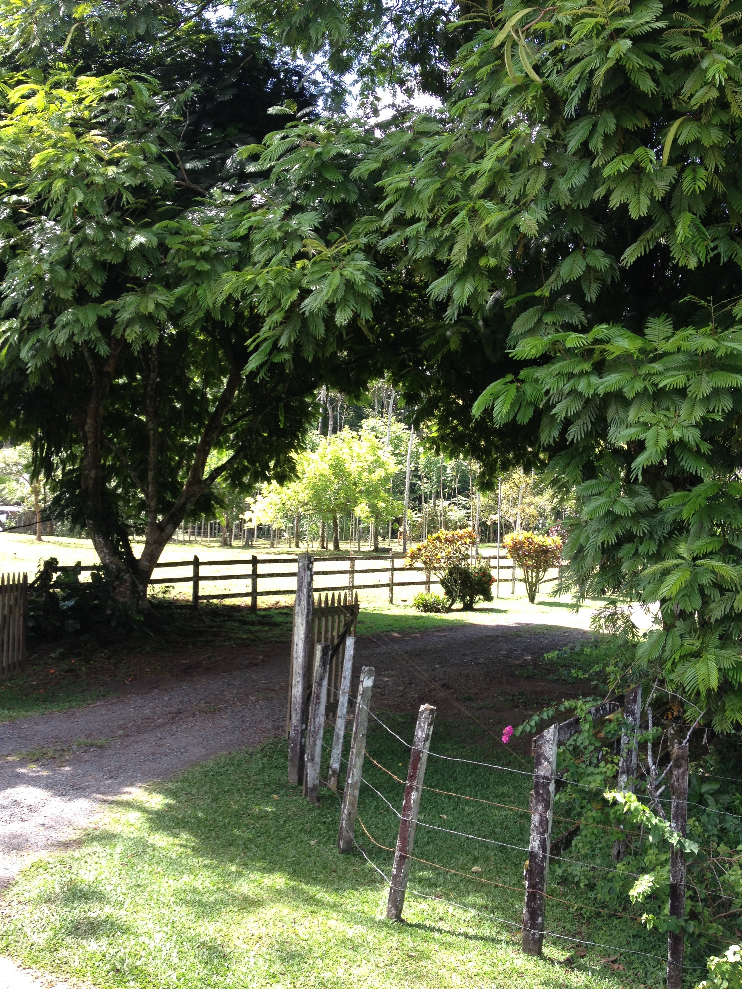 รูปถ่าย คอสตาริกา(Costa Rica) จากลีมอนไปซีกีร์เรส(Limon to Siquirres) 2015-03 10