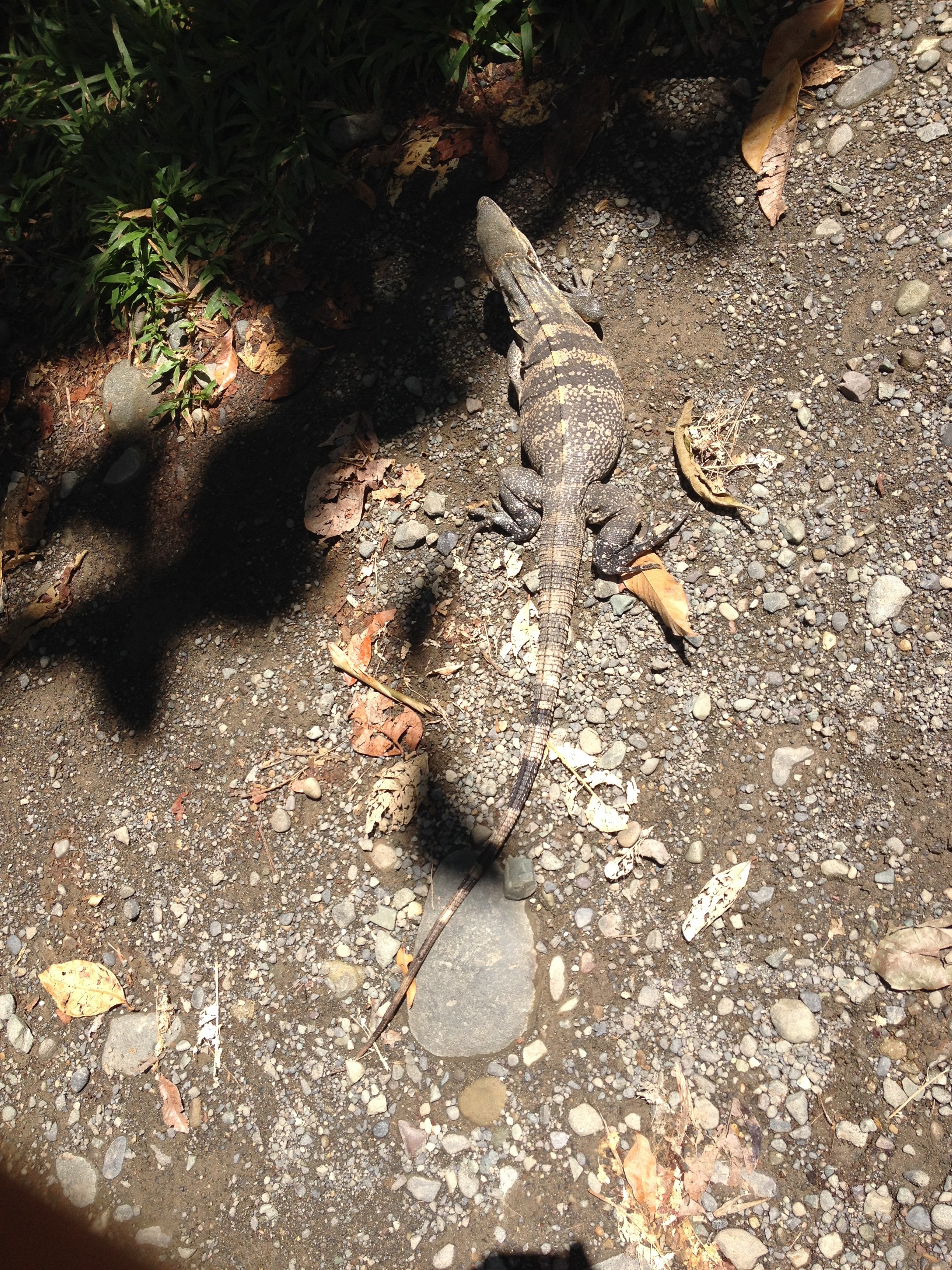 รูปถ่าย คอสตาริกา(Costa Rica) มานวยล์อันโตนีโอ(Manuel Antonio) 2015-03 275