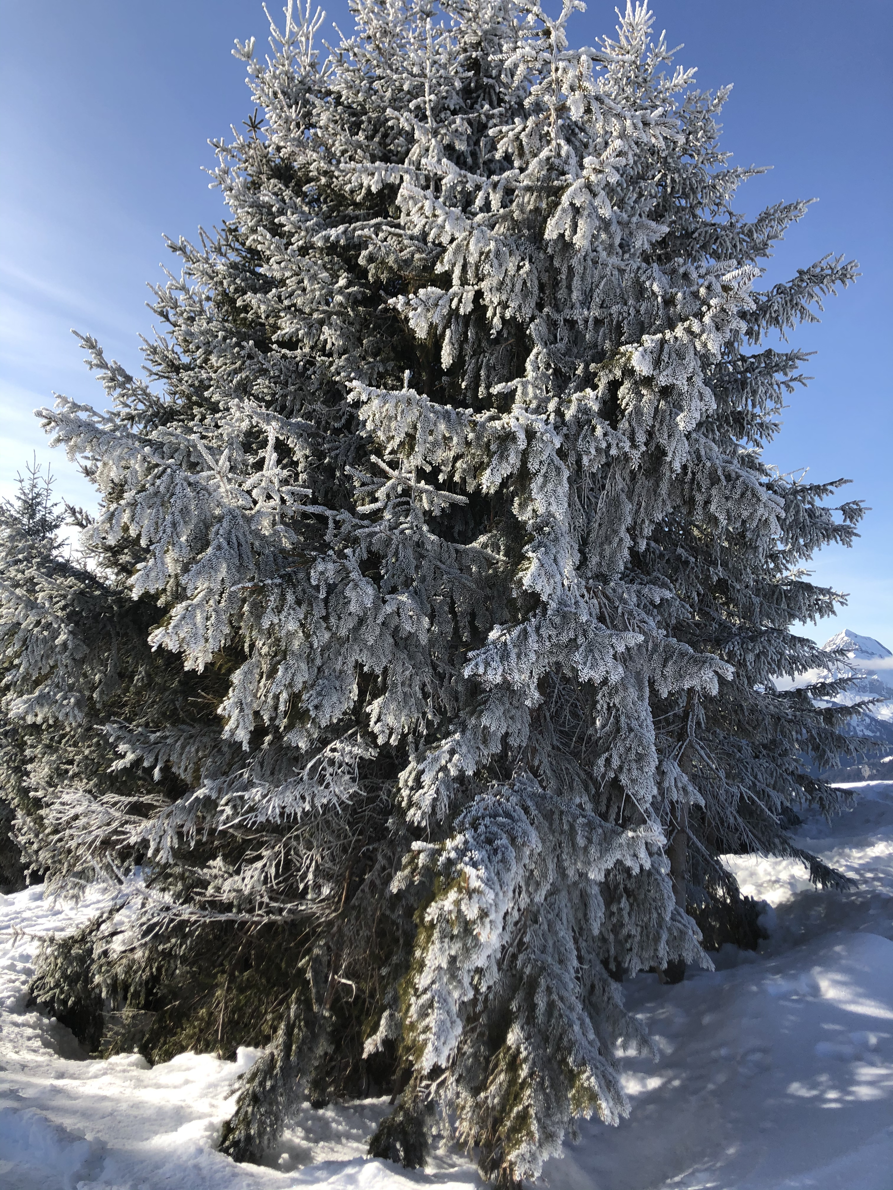 รูปถ่าย ฝรั่งเศส(France) ปรา-ซูร์-อาร์ลี(Praz sur Arly) 2019-12 57
