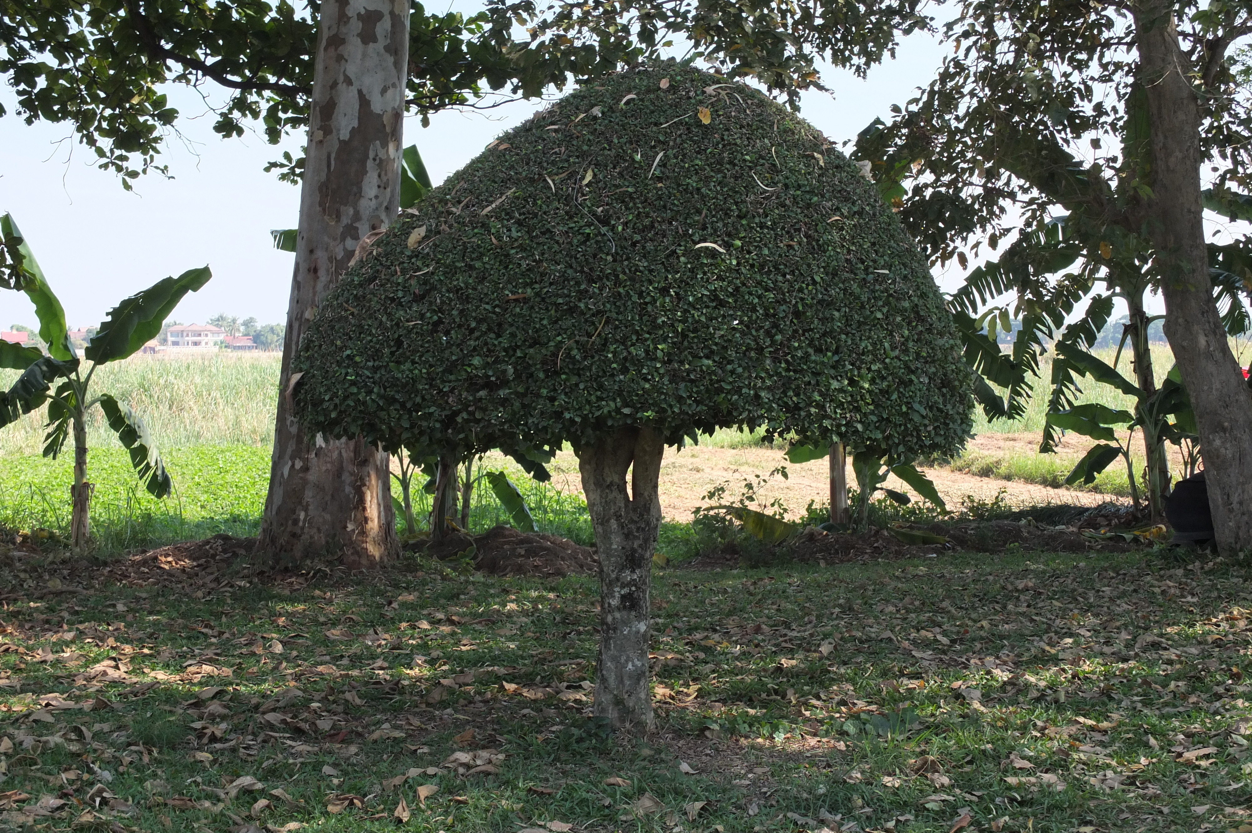 รูปถ่าย ไทย(Thailand) แม่น้ำโขง(Mekong river) 2012-12 205
