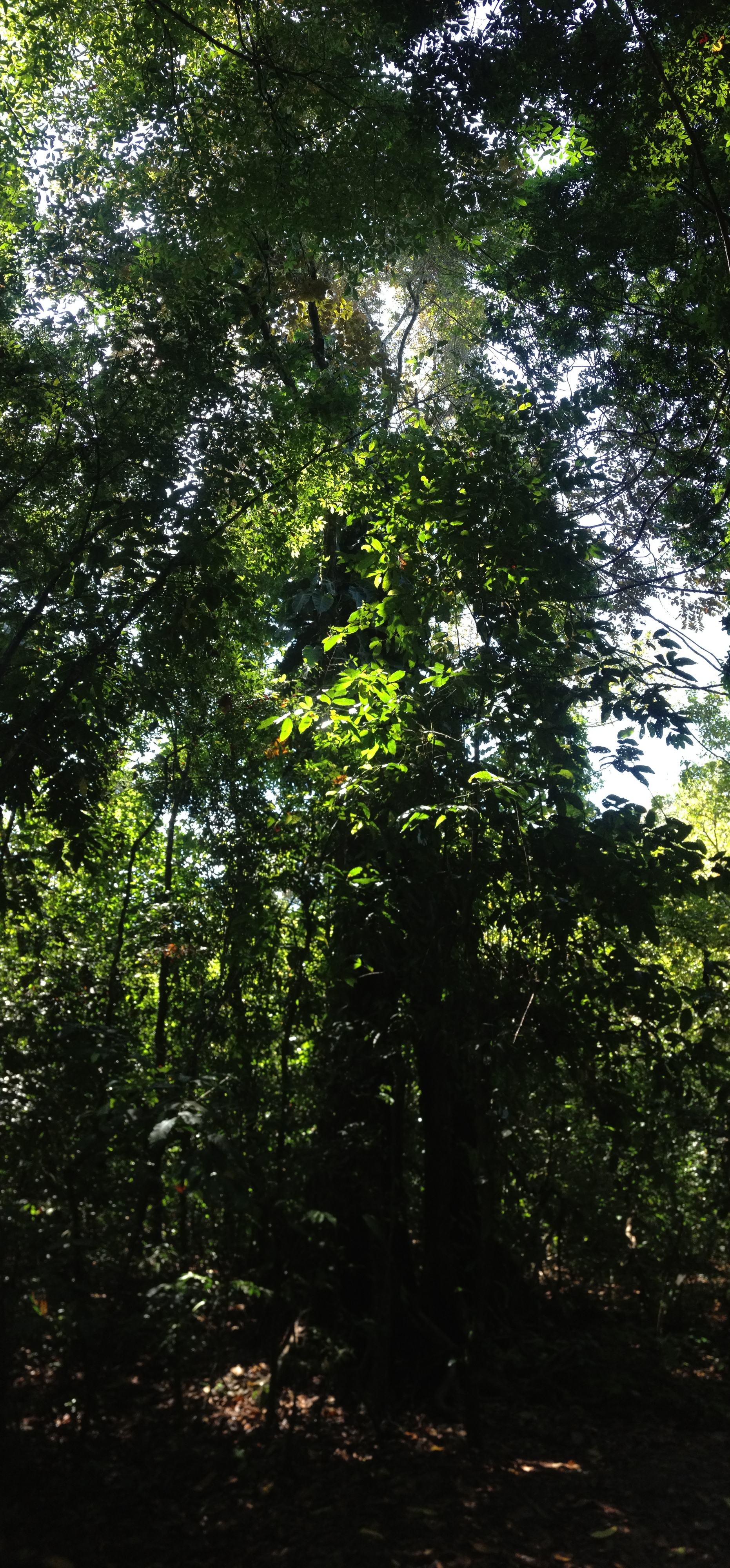 รูปถ่าย คอสตาริกา(Costa Rica) มานวยล์อันโตนีโอ(Manuel Antonio) 2015-03 167