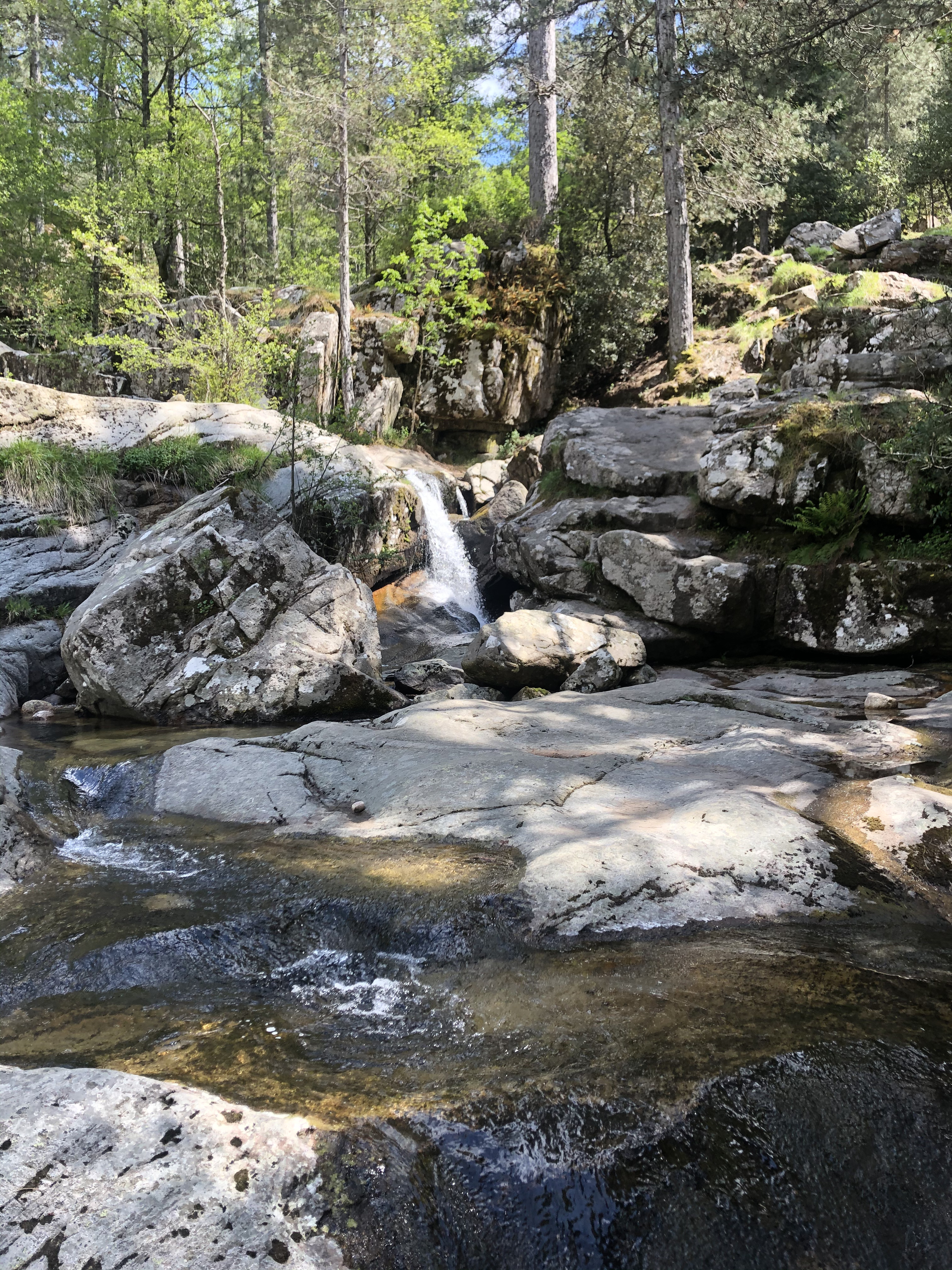 รูปถ่าย ฝรั่งเศส(France) คอร์สิคา(Corsica) ป่าไอโตเน(Aitone Forest) 2021-06 12