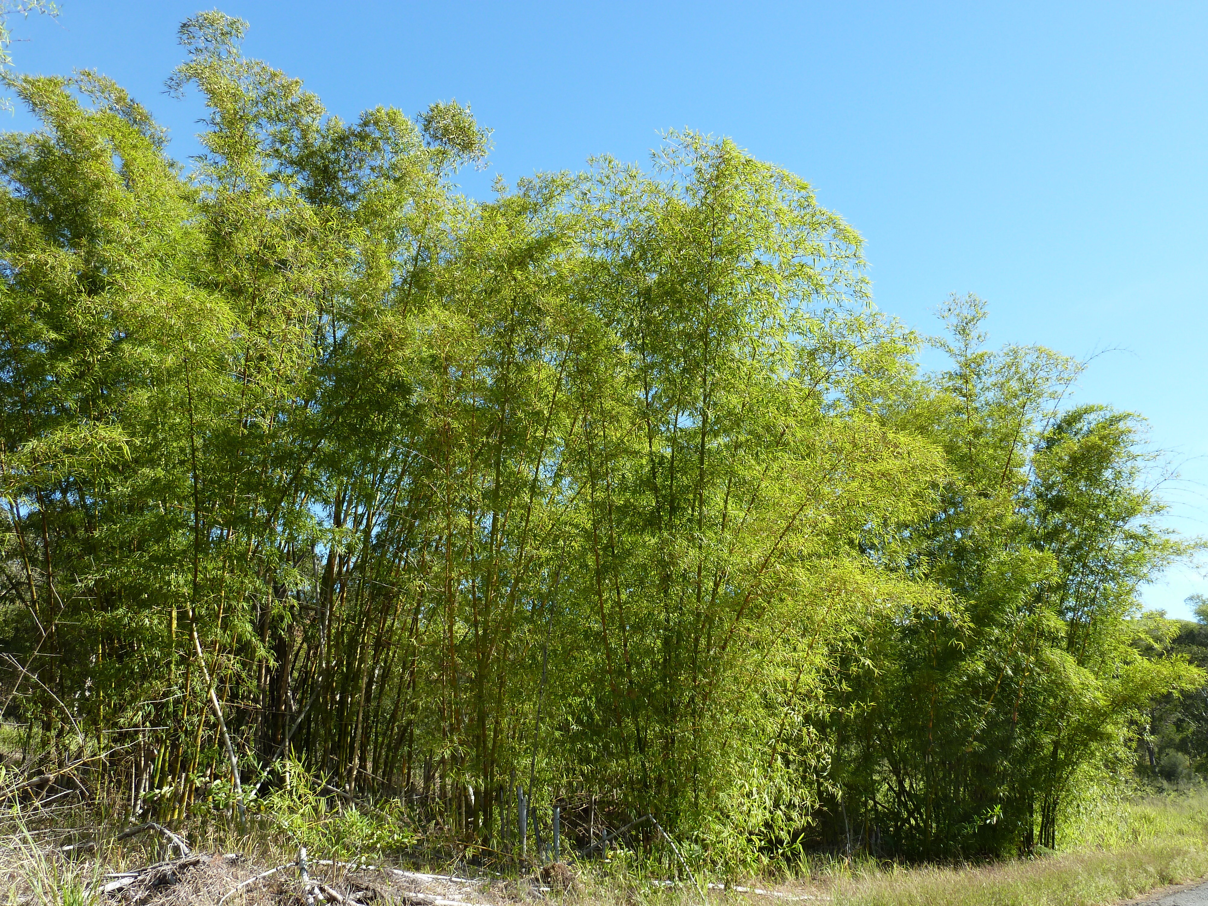 รูปถ่าย นิวแคลิโดเนีย(New Caledonia) ถนนจากทีโอไปกานาลา(Thio to Canala road) 2010-05 0