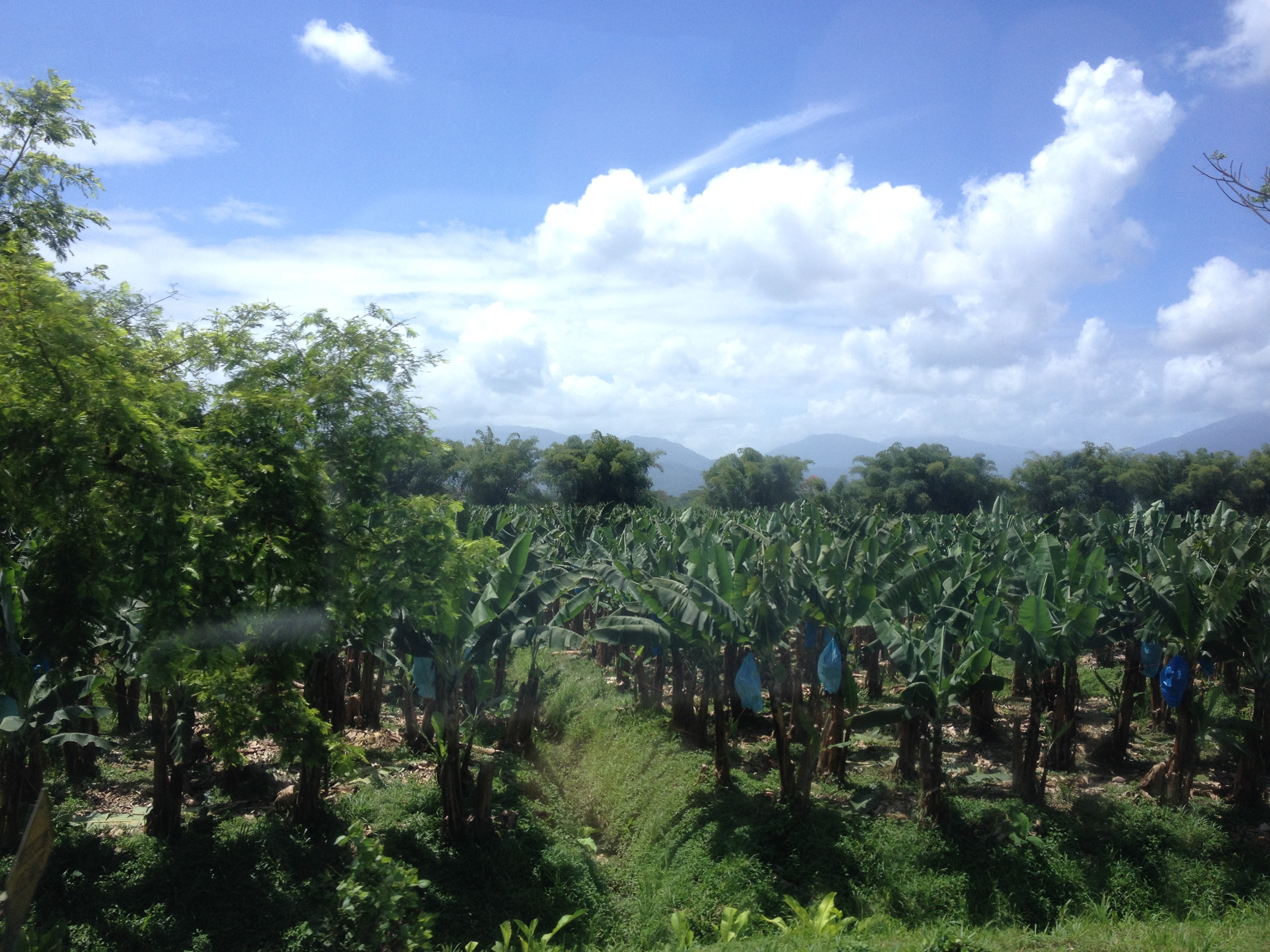 รูปถ่าย คอสตาริกา(Costa Rica) จากลีมอนไปซีกีร์เรส(Limon to Siquirres) 2015-03 30