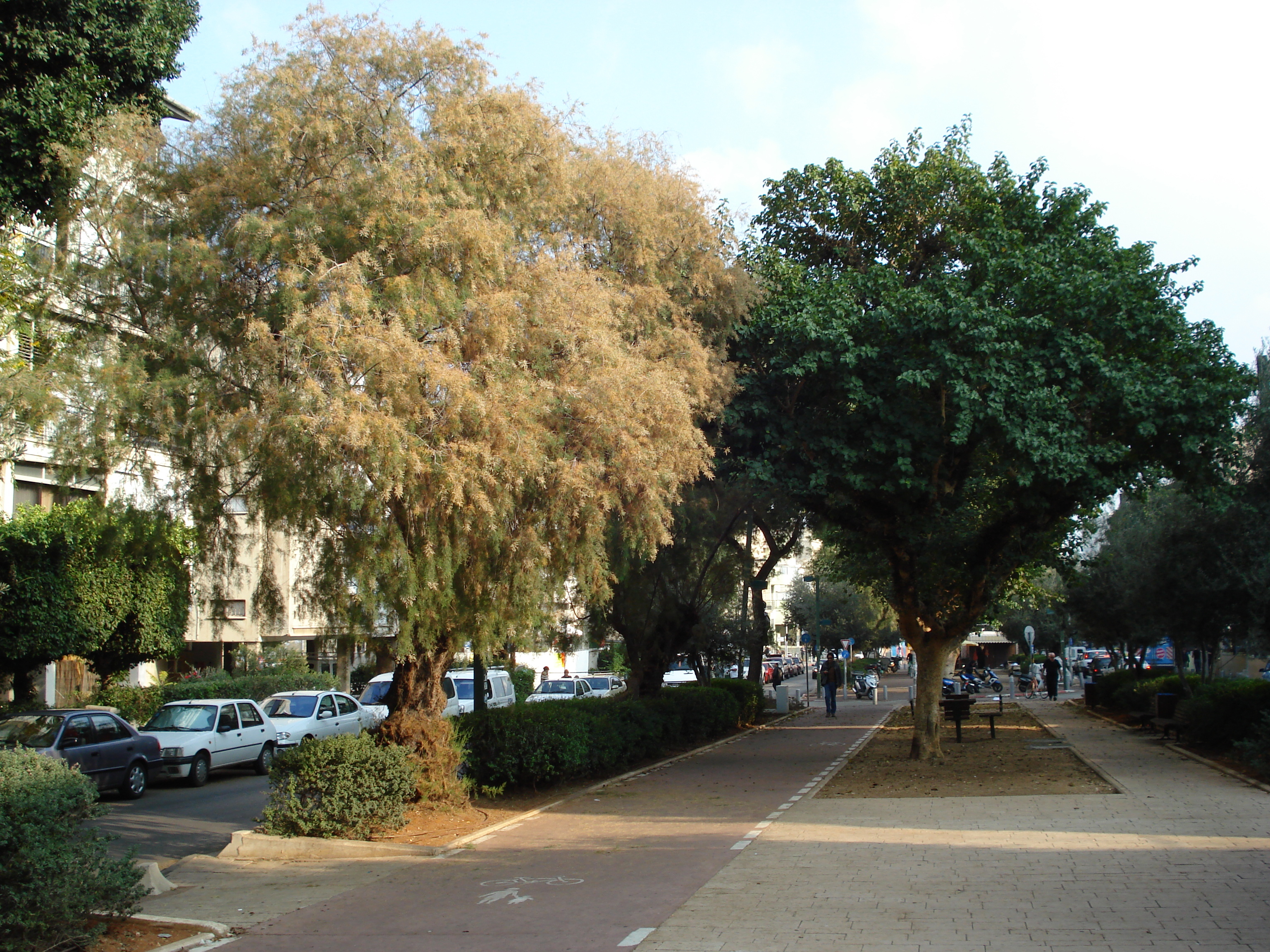 รูปถ่าย อิสราเอล(Israel) เทลอาวีฟ(Tel Aviv) 2006-12 45