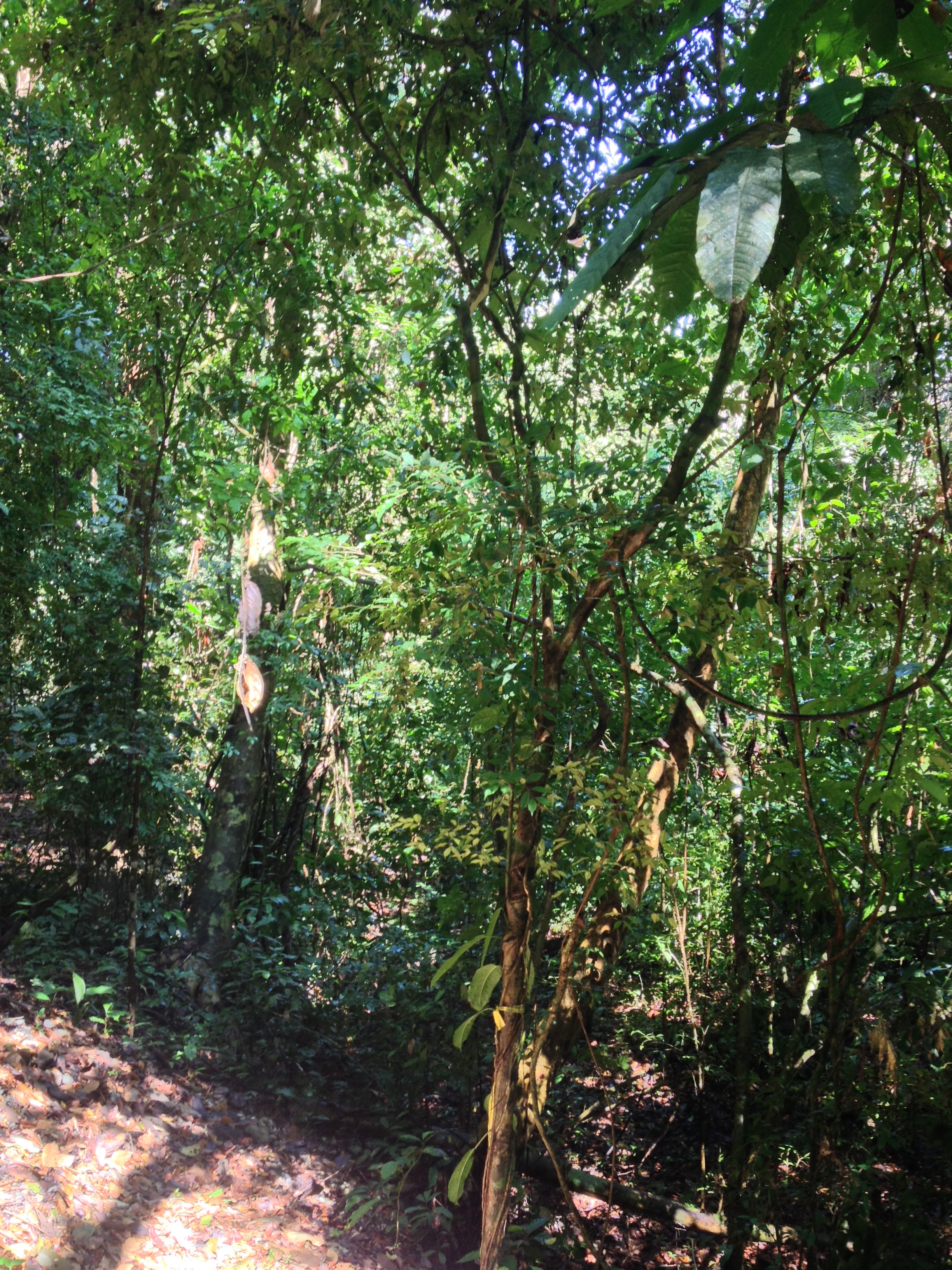 รูปถ่าย คอสตาริกา(Costa Rica) มานวยล์อันโตนีโอ(Manuel Antonio) 2015-03 61