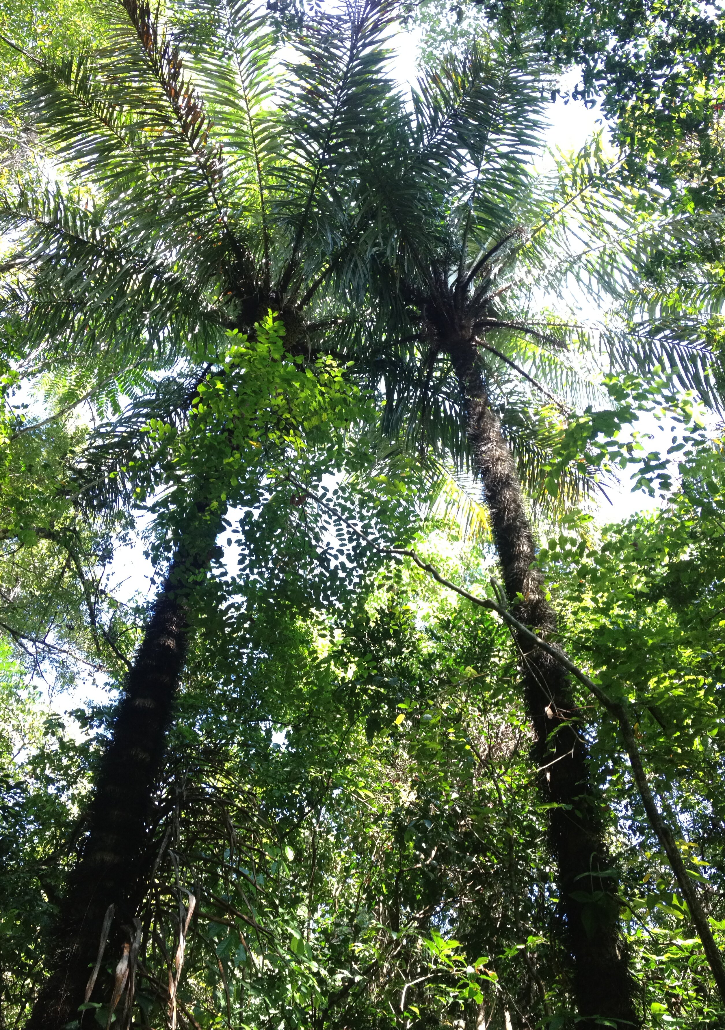 รูปถ่าย คอสตาริกา(Costa Rica) มานวยล์อันโตนีโอ(Manuel Antonio) 2015-03 22