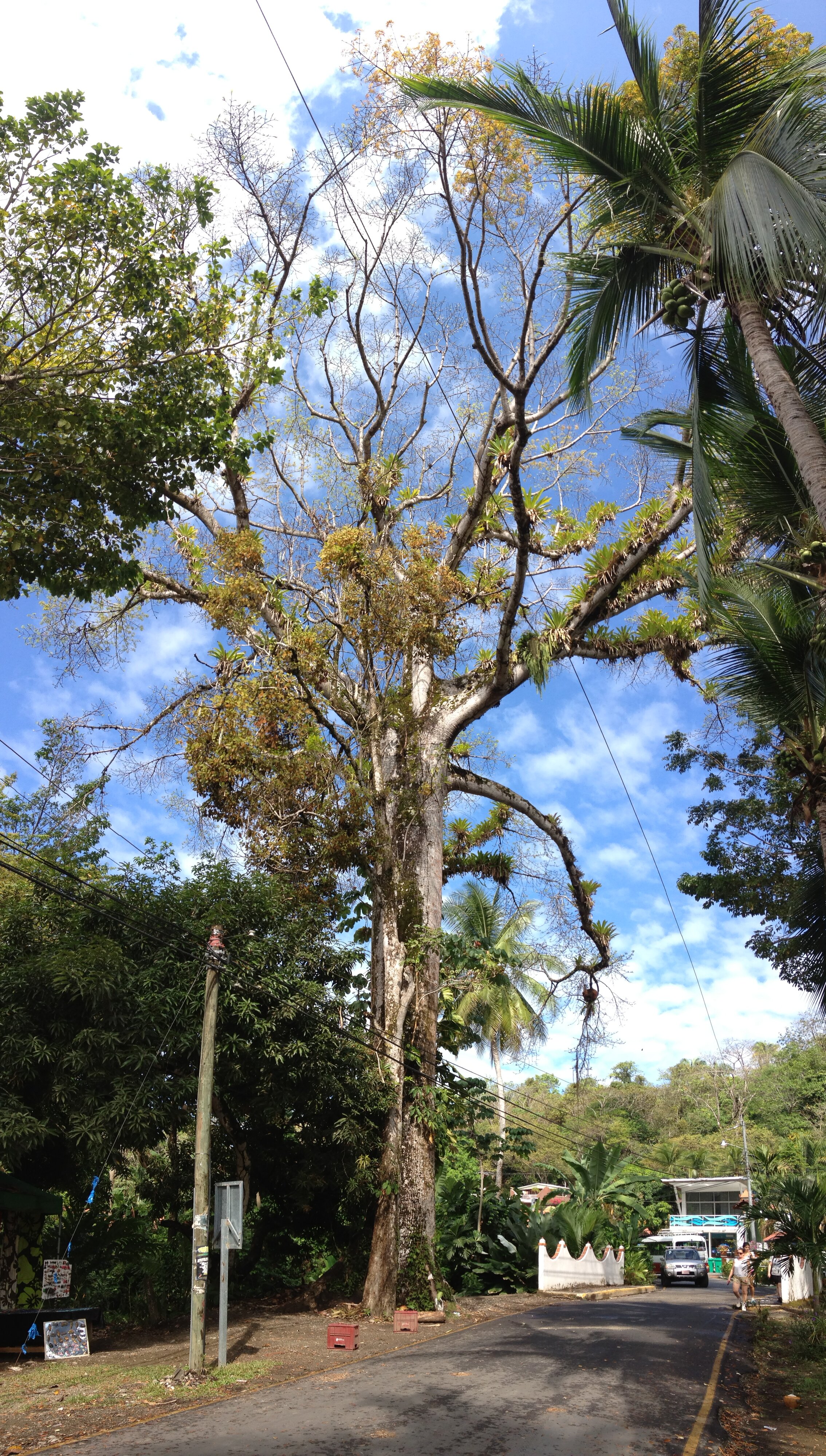 รูปถ่าย คอสตาริกา(Costa Rica) มานวยล์อันโตนีโอ(Manuel Antonio) 2015-03 506