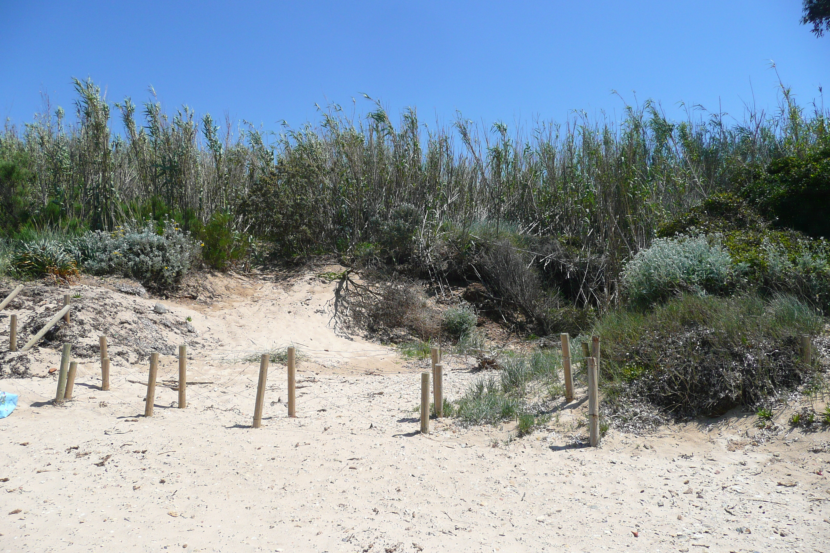 รูปถ่าย ฝรั่งเศส(France) เกาะปอร์เกอรอล(Porquerolles Island) หาดกูร์ตาด(Courtade beach) 2008-05 46