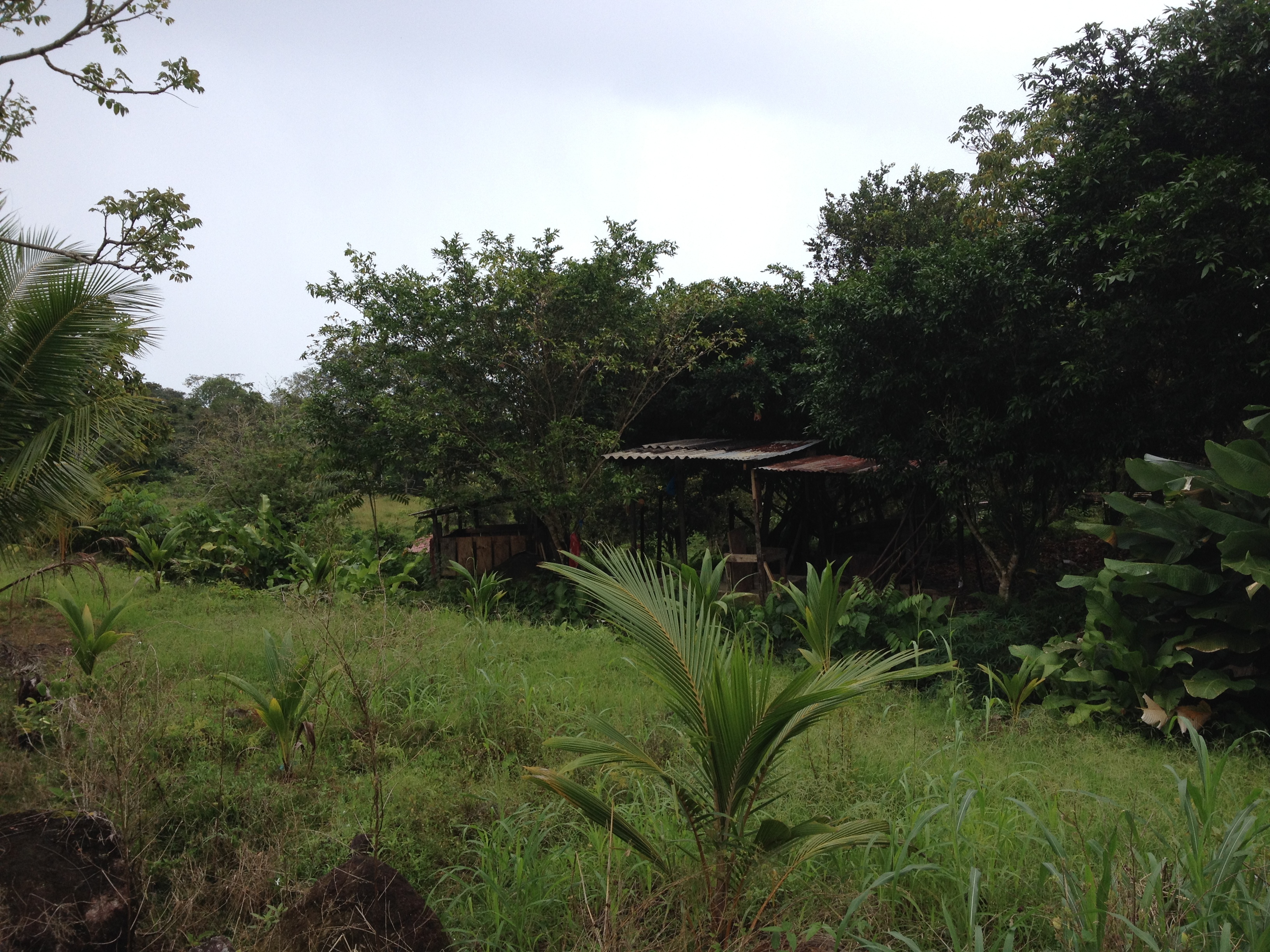 รูปถ่าย ปานามา(Panama) จากดาบิดไปโบกัสเดลโตโร(David to Bocas del toro) 2015-03 48