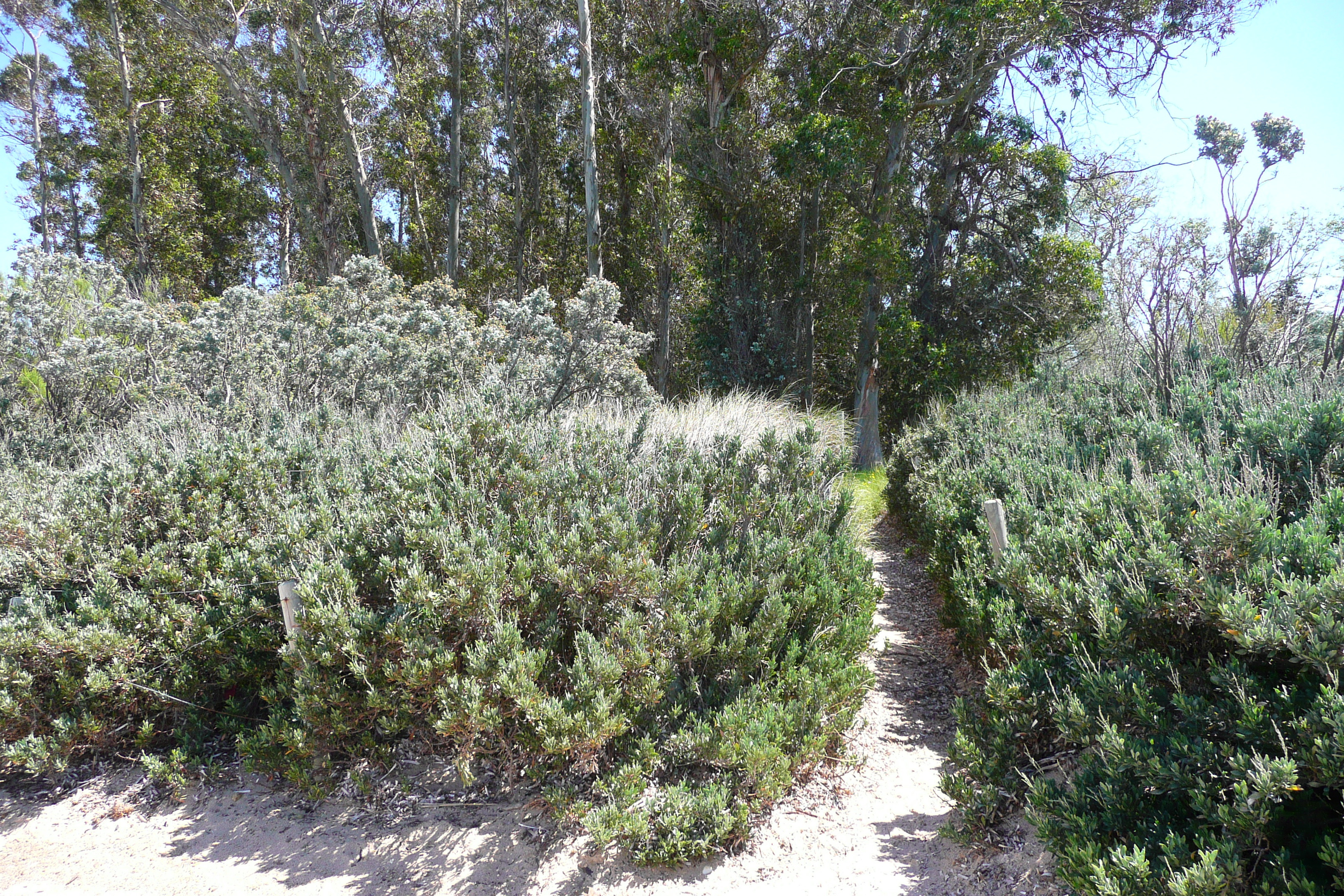 รูปถ่าย ฝรั่งเศส(France) เกาะปอร์เกอรอล(Porquerolles Island) หาดกูร์ตาด(Courtade beach) 2008-05 2