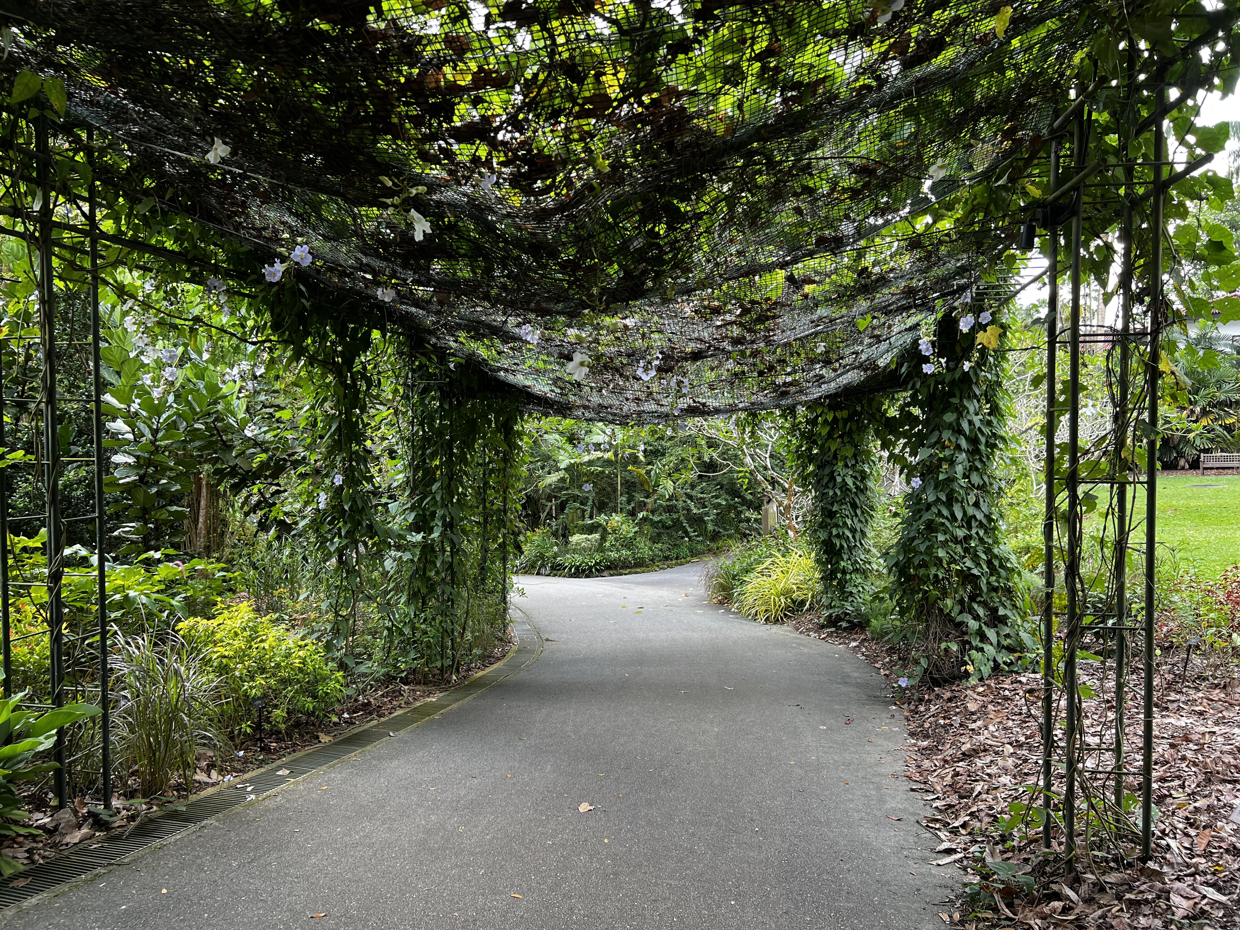 รูปถ่าย สิงคโปร์(Singapore) สวนพฤกษศาสตร์สิงคโปร์(Singapore Botanic Gardens) 2023-01 90
