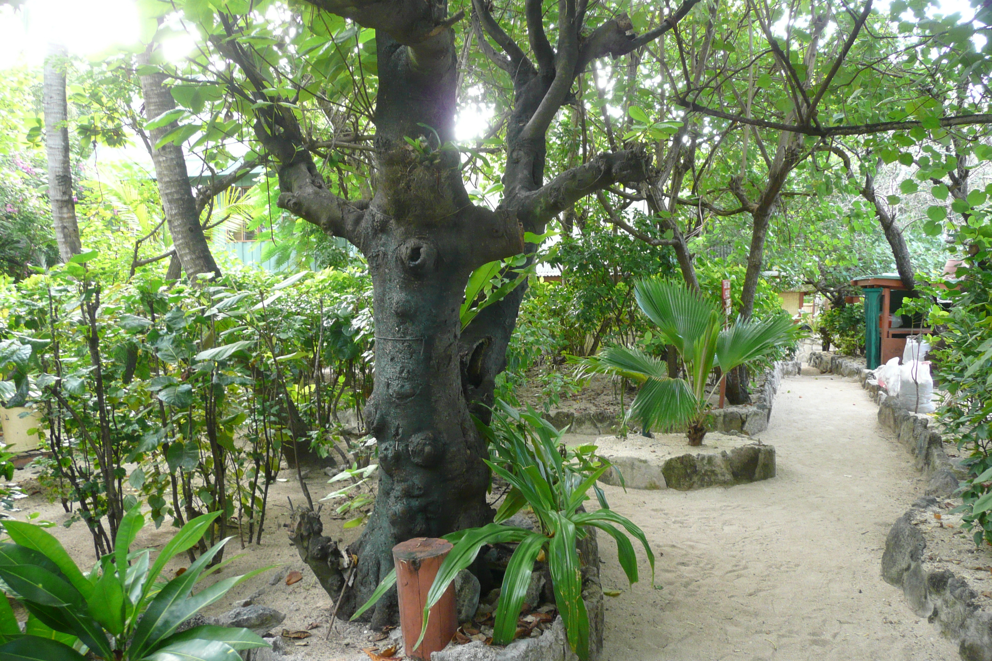 รูปถ่าย ฟิจิ(Fiji) เกาะบีชโคมเบอร์(Beachcomber Island) 2010-05 49