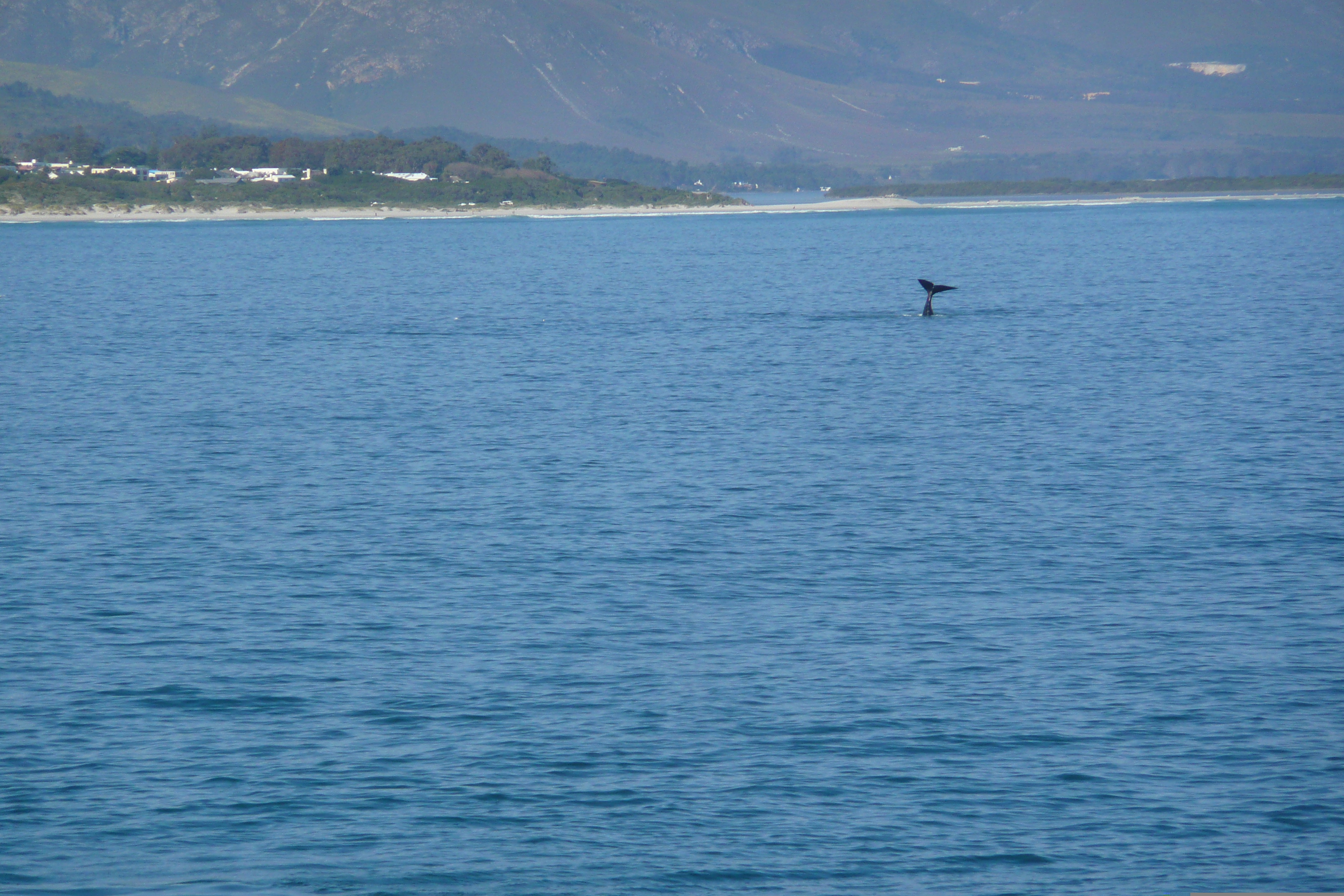 รูปถ่าย แอฟริกาใต้(South Africa) เฮอร์มานัส(Harmanus) 2008-09 112