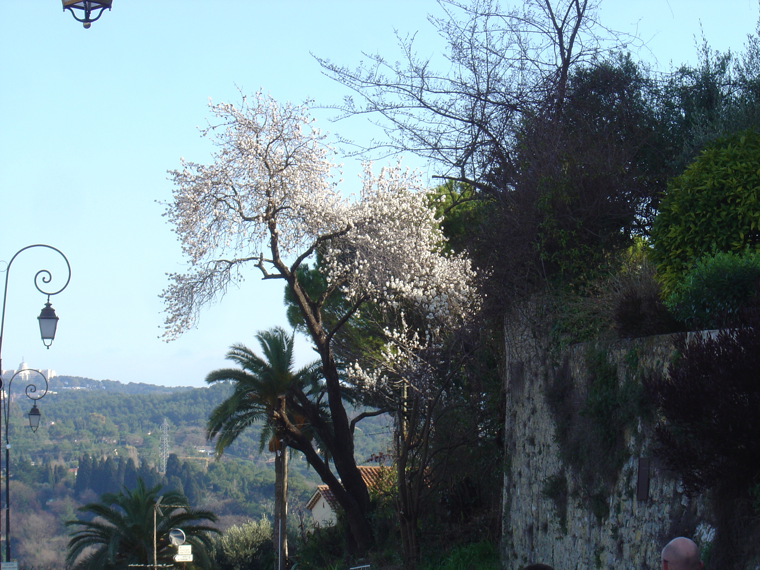 รูปถ่าย ฝรั่งเศส(France) มูแก็งส์(Mougins) 2006-02 36