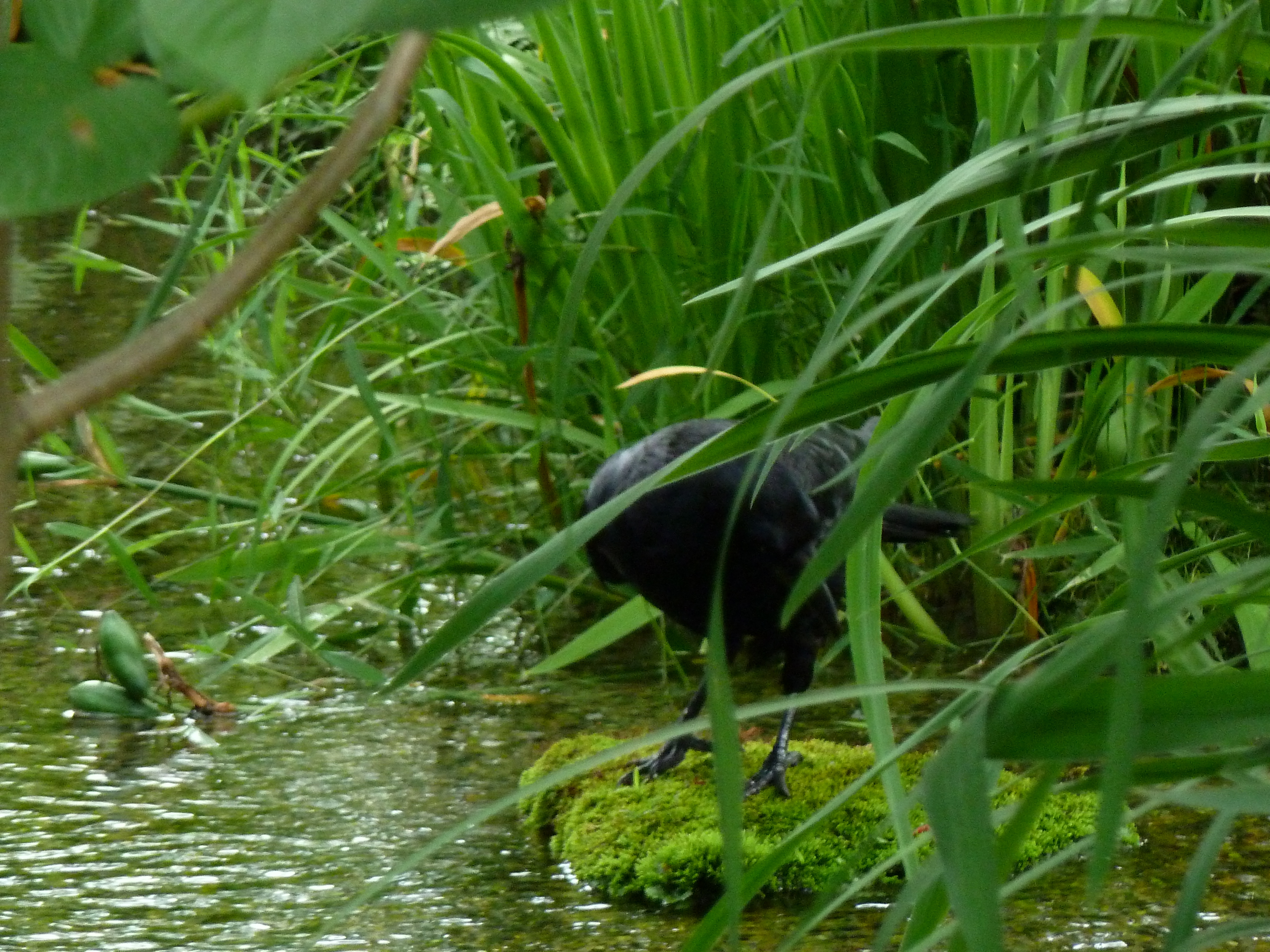 รูปถ่าย ญี่ปุ่น(Japan) เกียวโต(Kyoto) สวนโชเซเอ็ง(Shosei en Garden) 2010-06 78