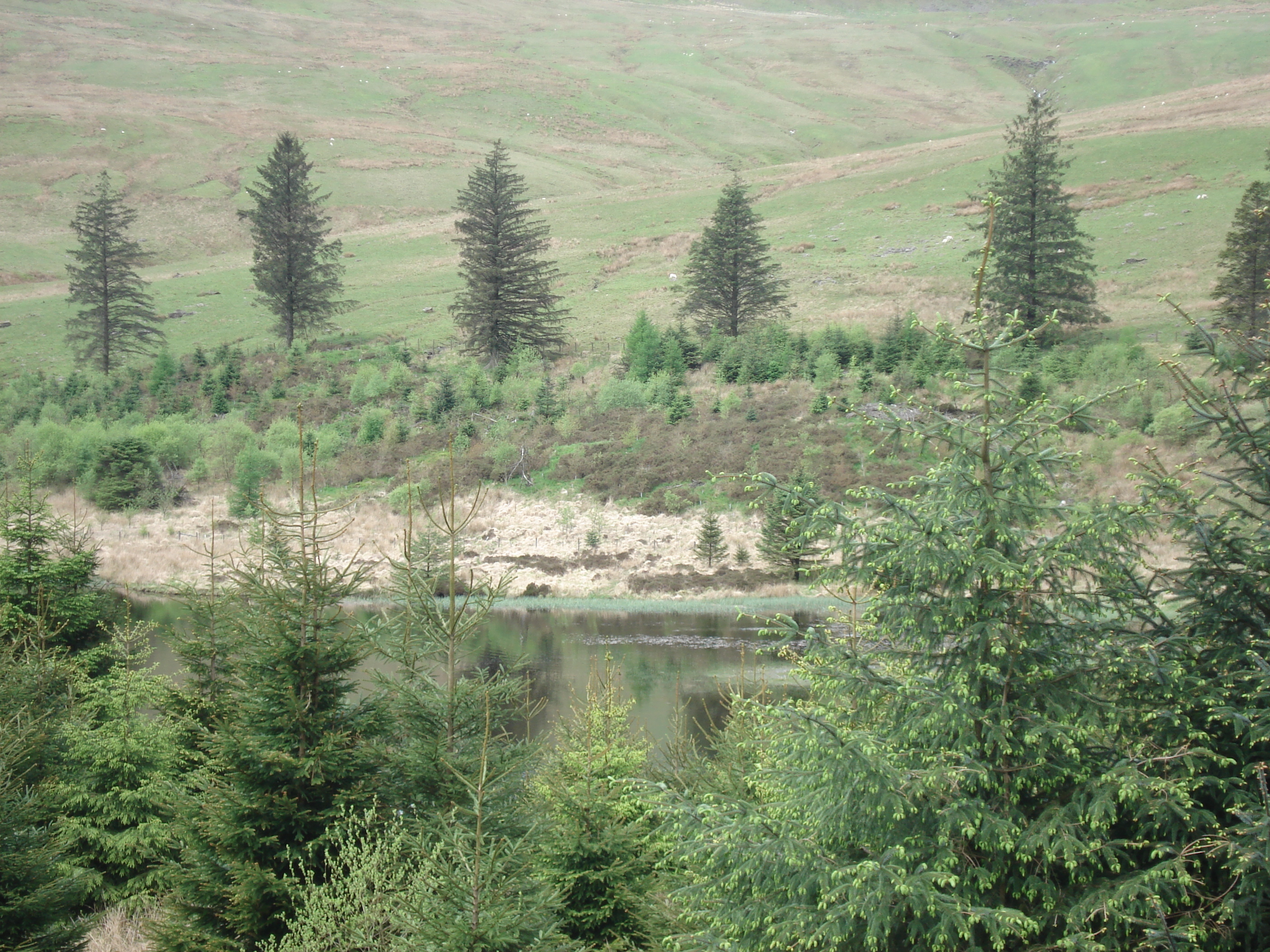รูปถ่าย อังกฤษ(United Kingdom) อุทยานแห่งชาติเบรคอนบีคอนส์(Brecon Beacons National Park) 2006-05 95