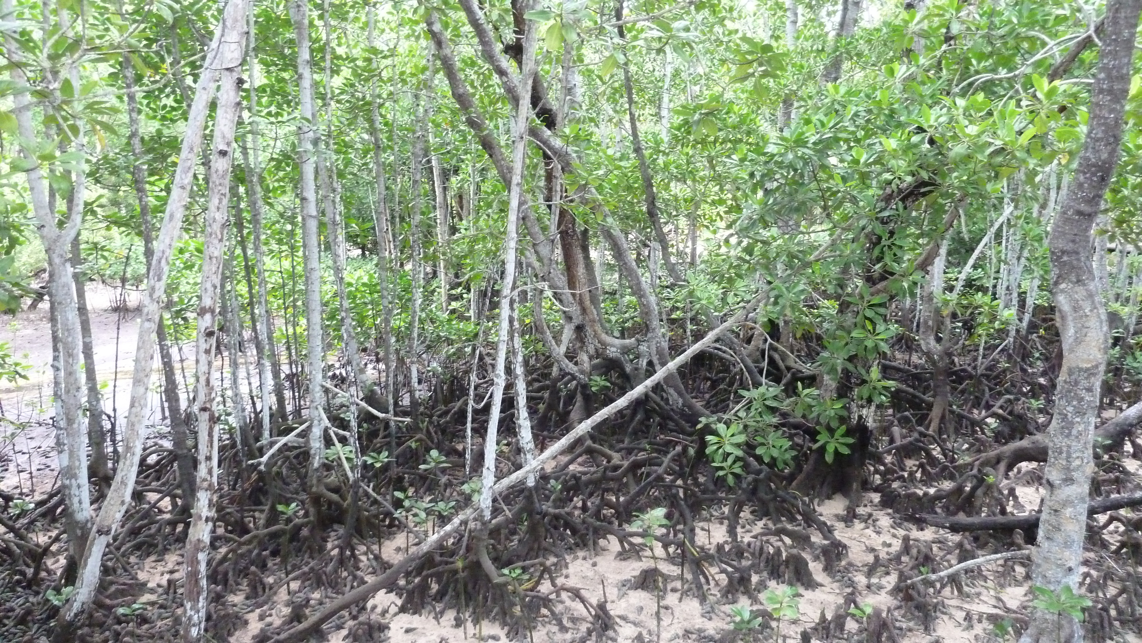 รูปถ่าย เซเชลส์(Seychelles) เกาะกูรีเยิซ(Curieuse) 2011-10 36