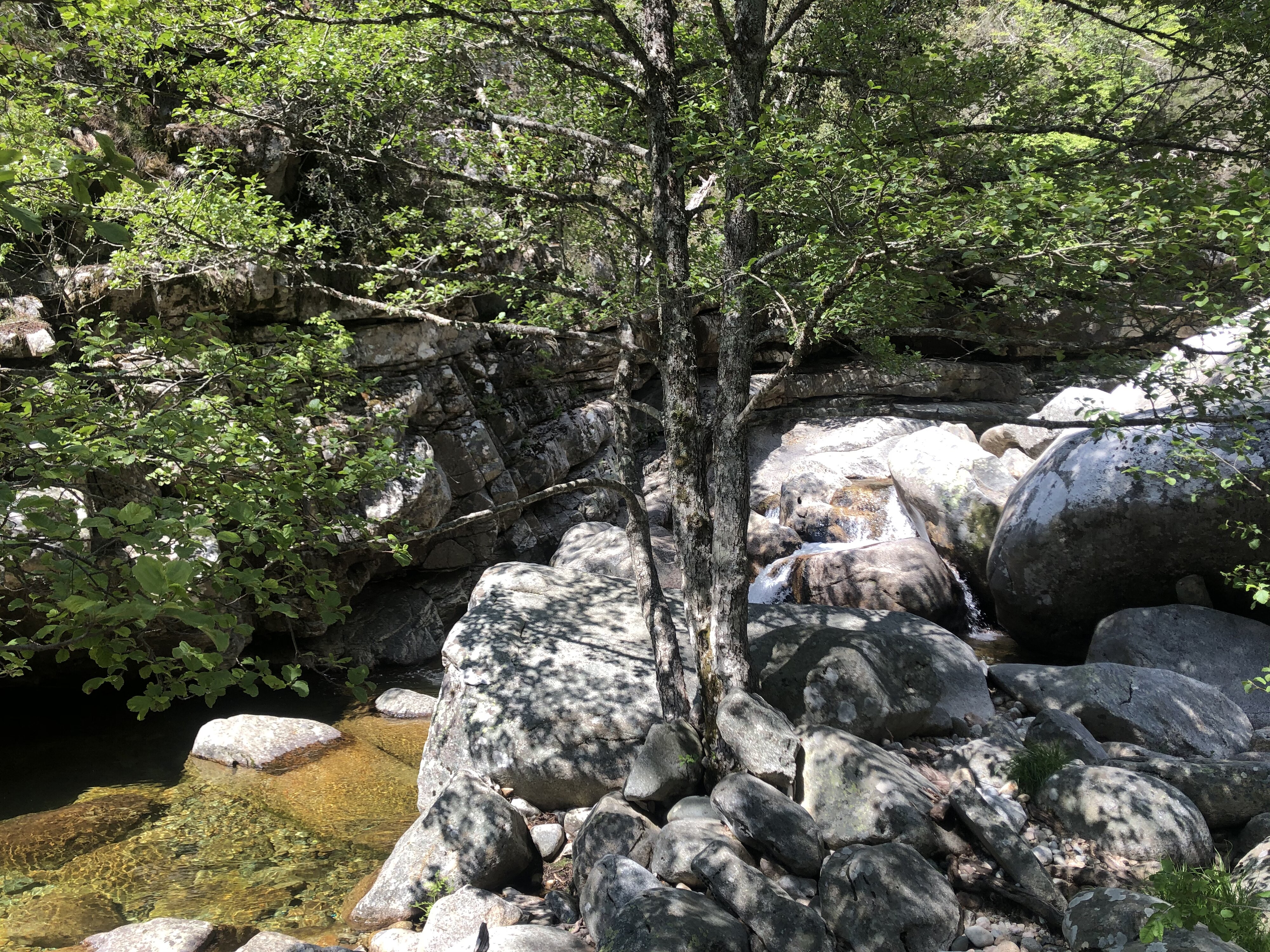 รูปถ่าย ฝรั่งเศส(France) คอร์สิคา(Corsica) ป่าไอโตเน(Aitone Forest) 2021-06 51