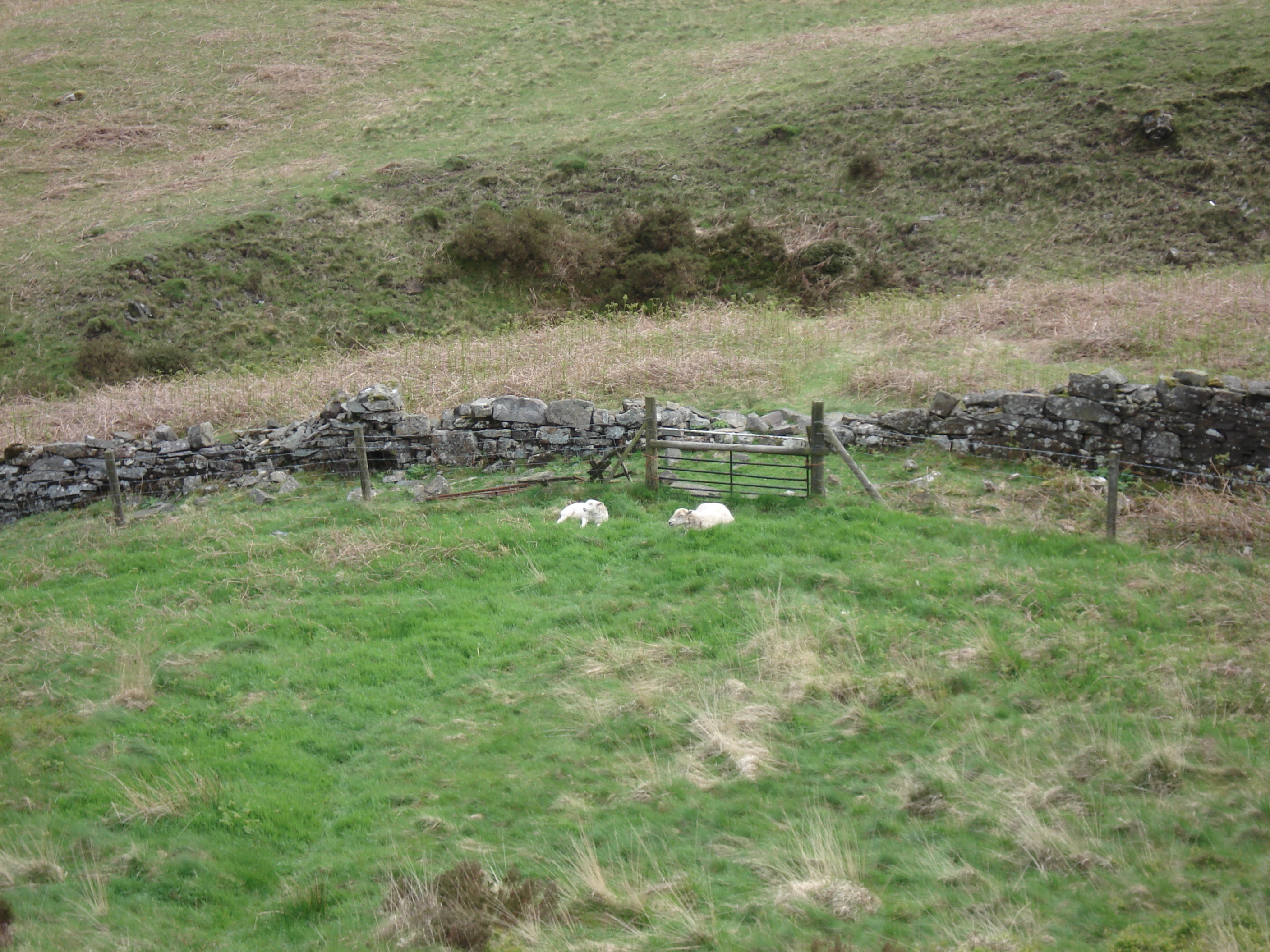 รูปถ่าย อังกฤษ(United Kingdom) อุทยานแห่งชาติเบรคอนบีคอนส์(Brecon Beacons National Park) 2006-05 32