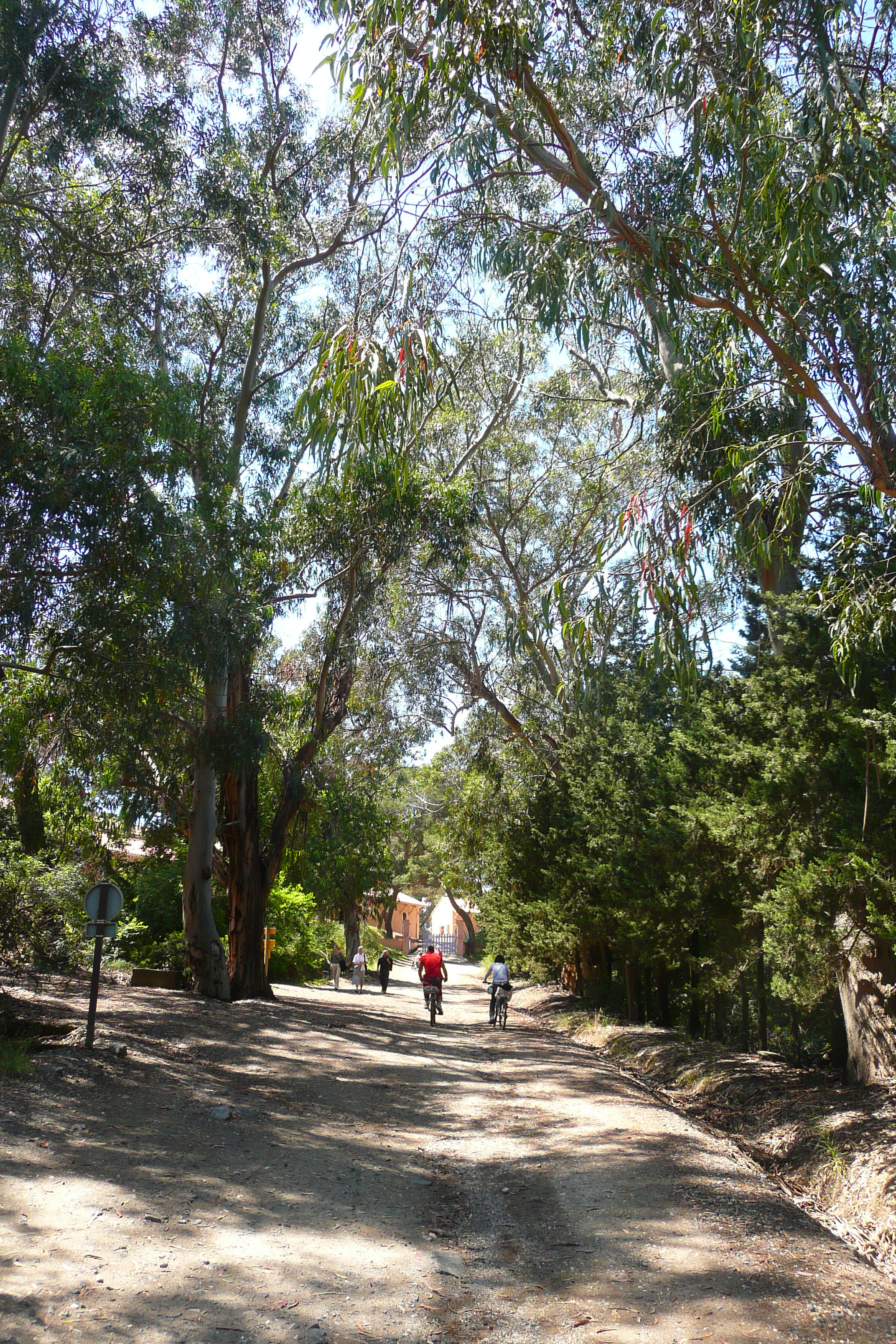 รูปถ่าย ฝรั่งเศส(France) เกาะปอร์เกอรอล(Porquerolles Island) ที่ราบกูร์ตาด(Plaine de la courtade) 2008-05 11