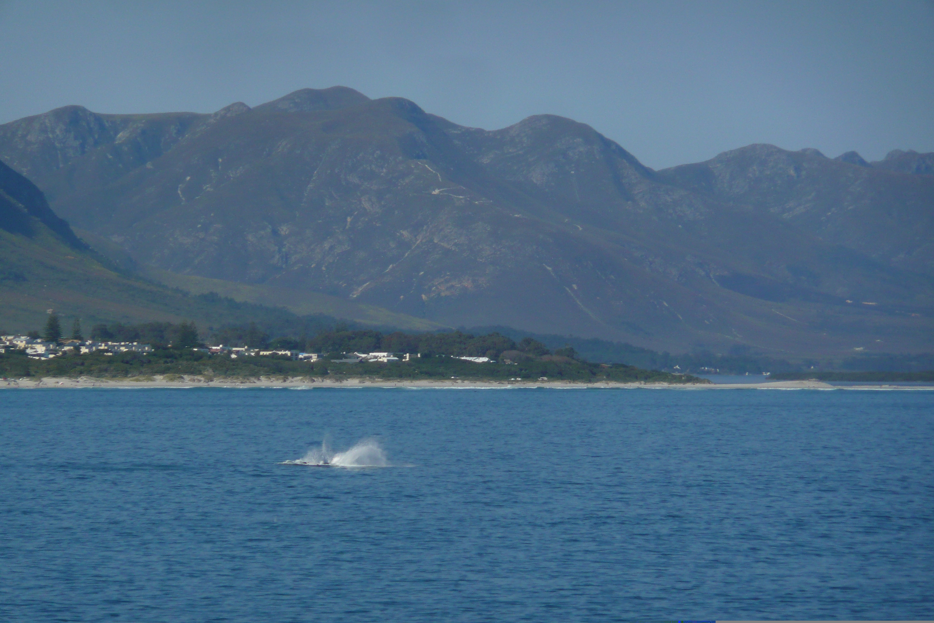 รูปถ่าย แอฟริกาใต้(South Africa) เฮอร์มานัส(Harmanus) 2008-09 136