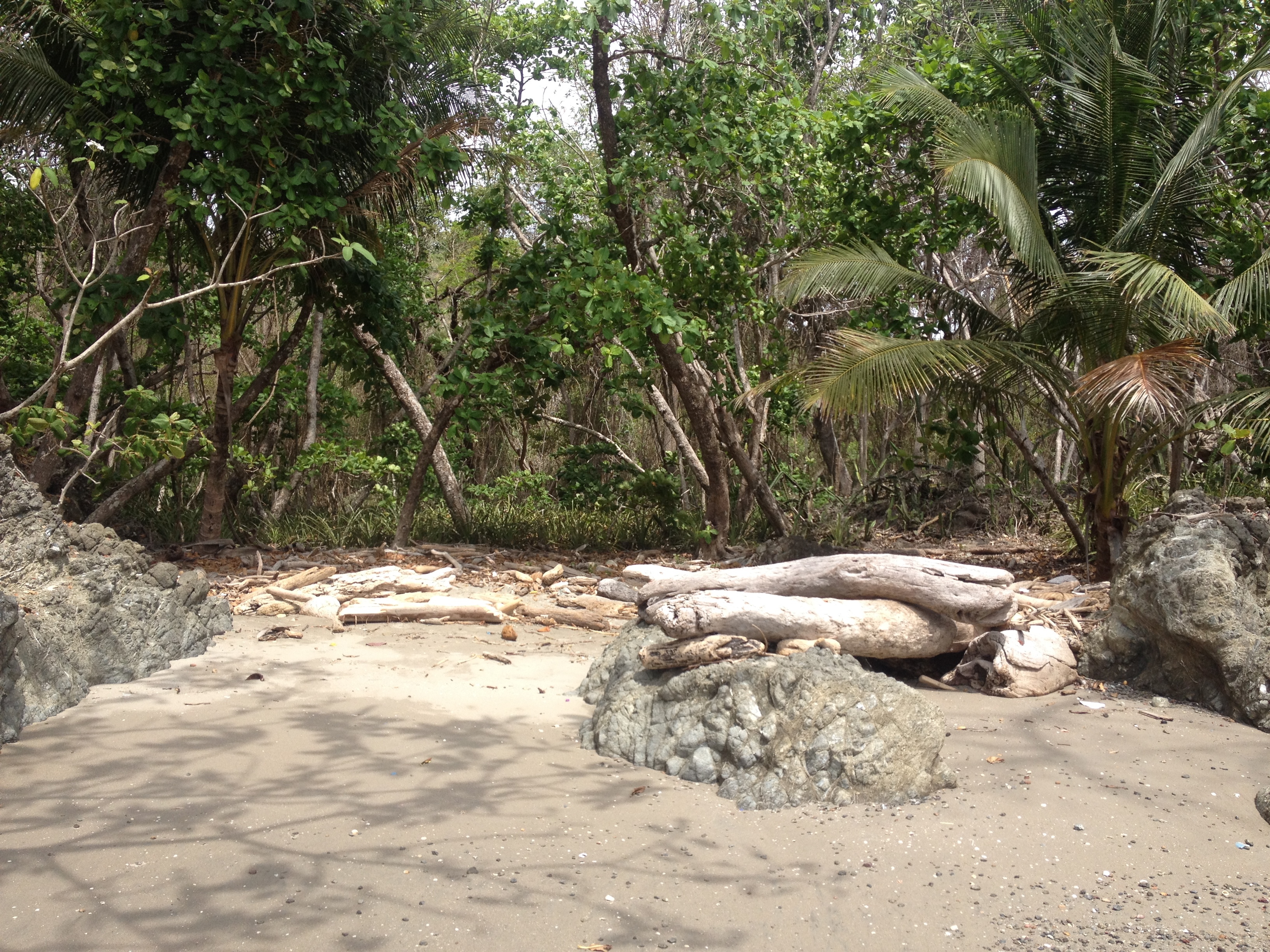 รูปถ่าย คอสตาริกา(Costa Rica) มอนเตซูมา(Montezuma) 2015-03 426