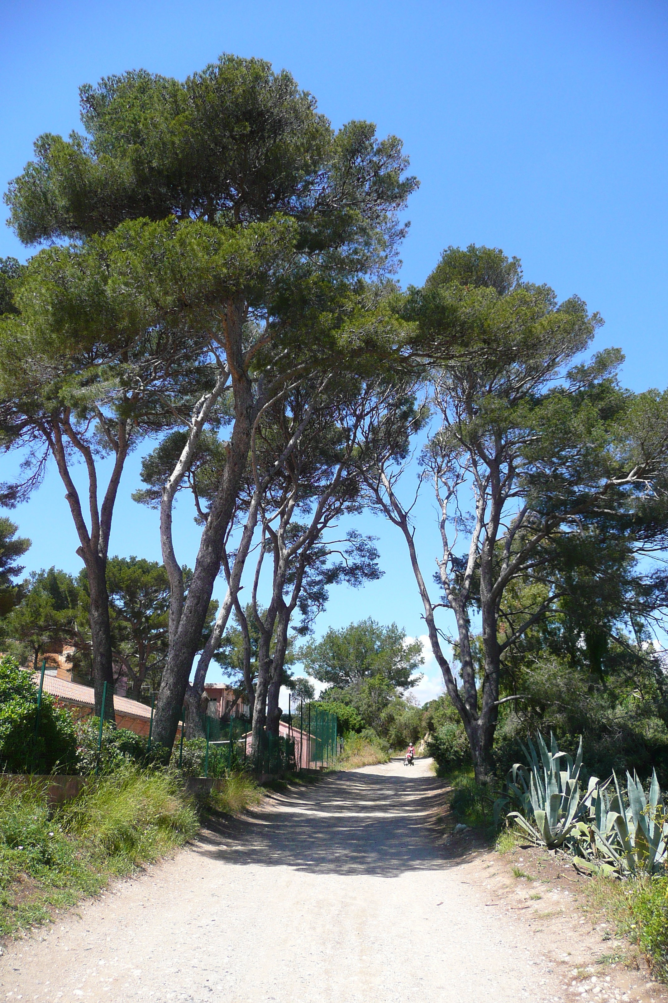 รูปถ่าย ฝรั่งเศส(France) เกาะปอร์เกอรอล(Porquerolles Island) แหลมแบร์ลีเยอ(Bearlieu Point) 2008-05 0