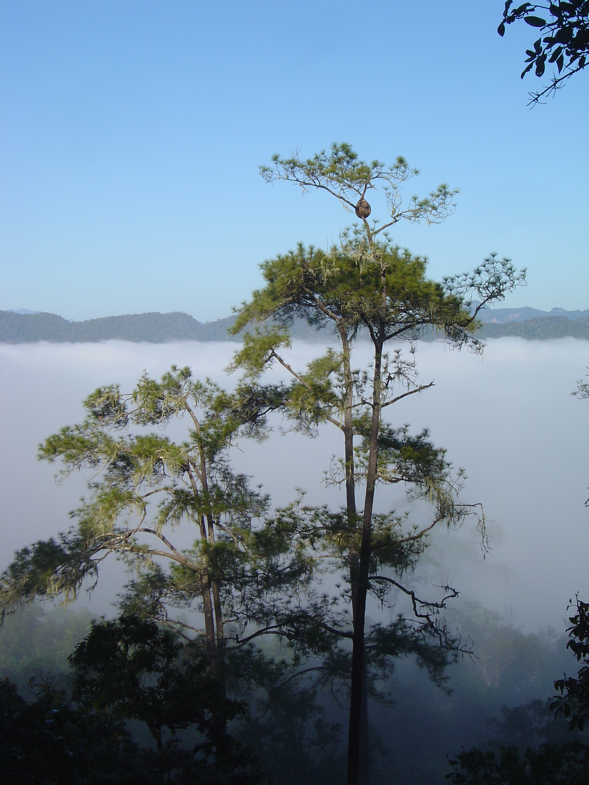 รูปถ่าย ไทย(Thailand) ปางมะผ้า(Pang Mapha) 2005-12 191