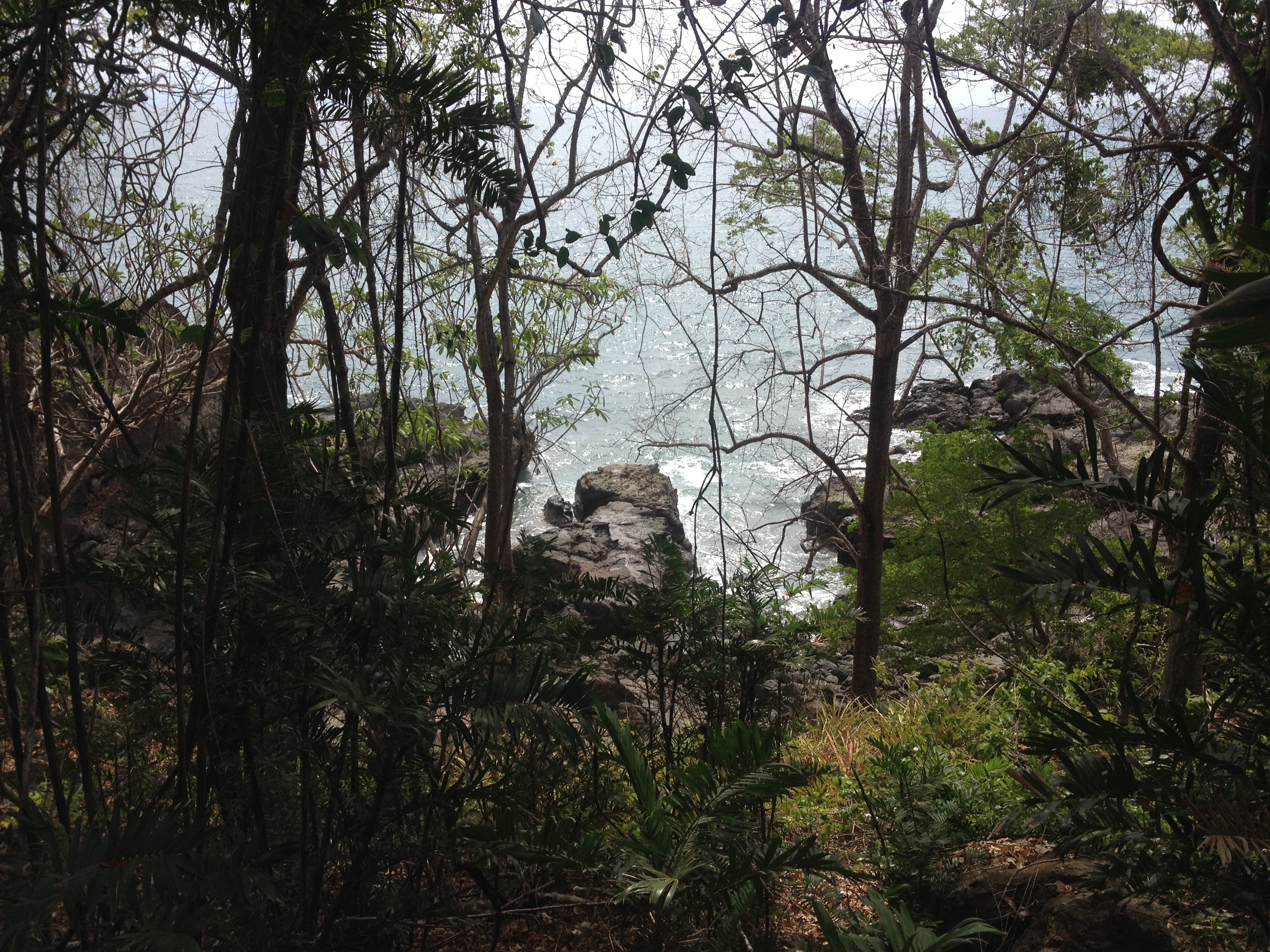 รูปถ่าย คอสตาริกา(Costa Rica) มอนเตซูมา(Montezuma) 2015-03 334
