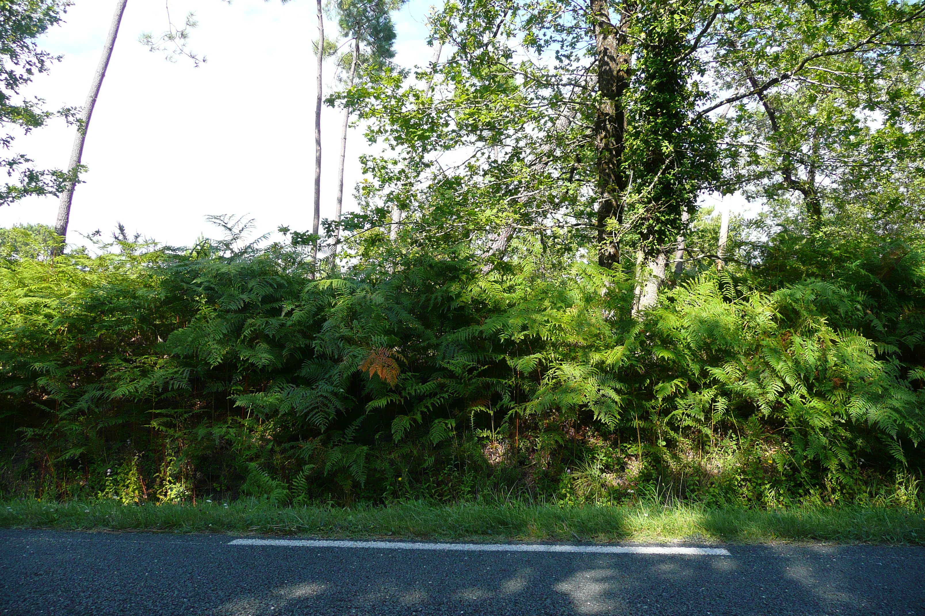 รูปถ่าย ฝรั่งเศส(France) ถนนริมทะเลสาบฌีรงด์(Gironde lakes road) 2007-08 8