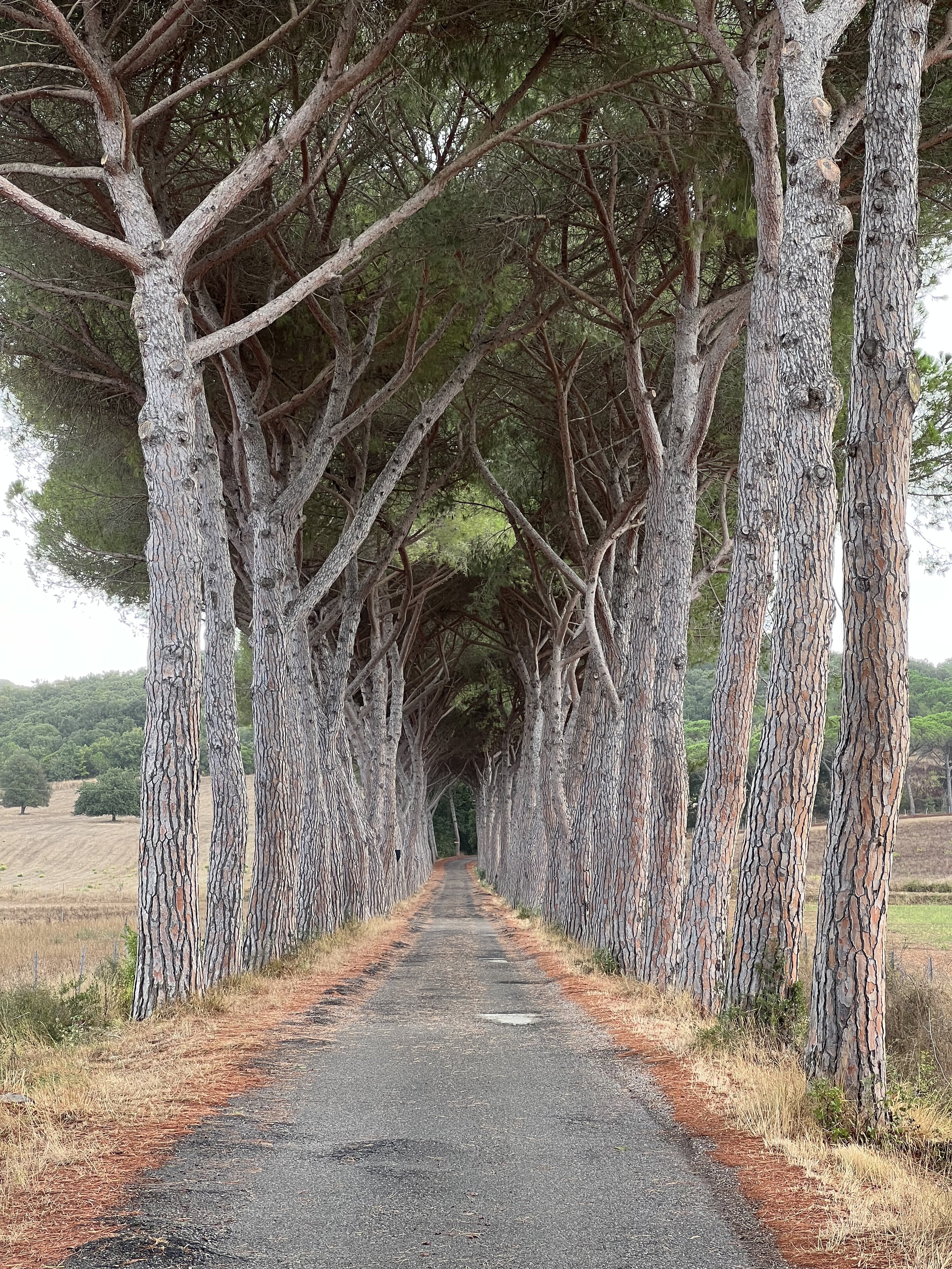 รูปถ่าย อิตาลี(Italy) ทัสคานี(Tuscany) 2021-09 14