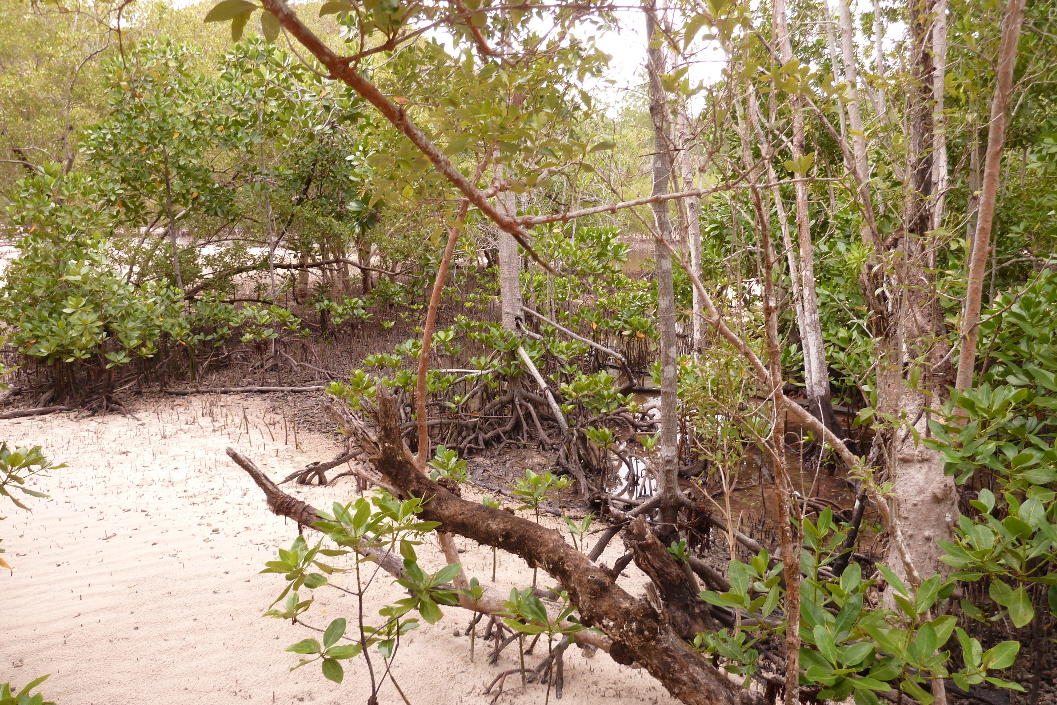 รูปถ่าย เซเชลส์(Seychelles) เกาะกูรีเยิซ(Curieuse) 2011-10 39