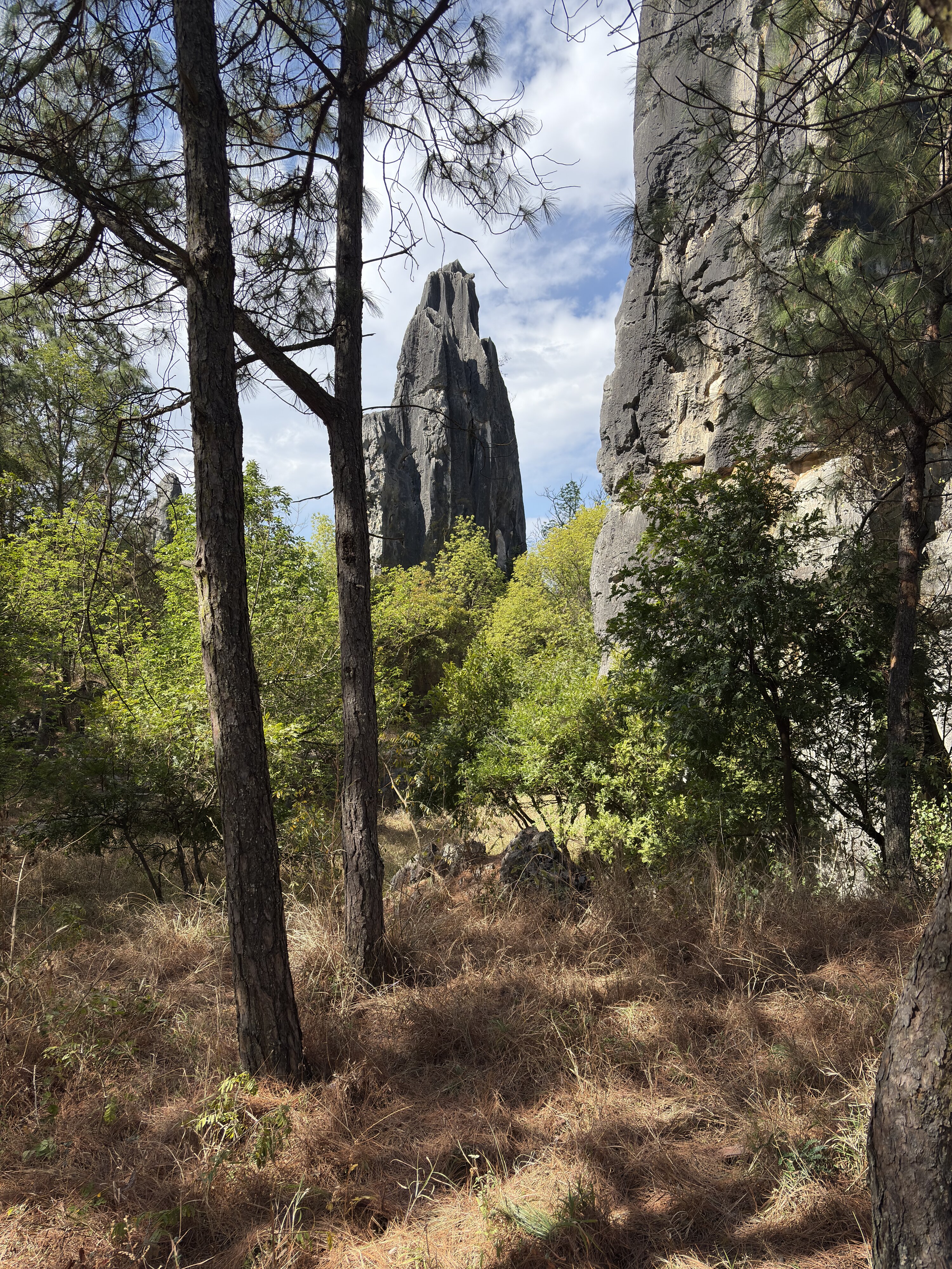 รูปถ่าย จีน(China) ป่าหินสือหลิน(Shilin Stone Forest) 2026-01 323
