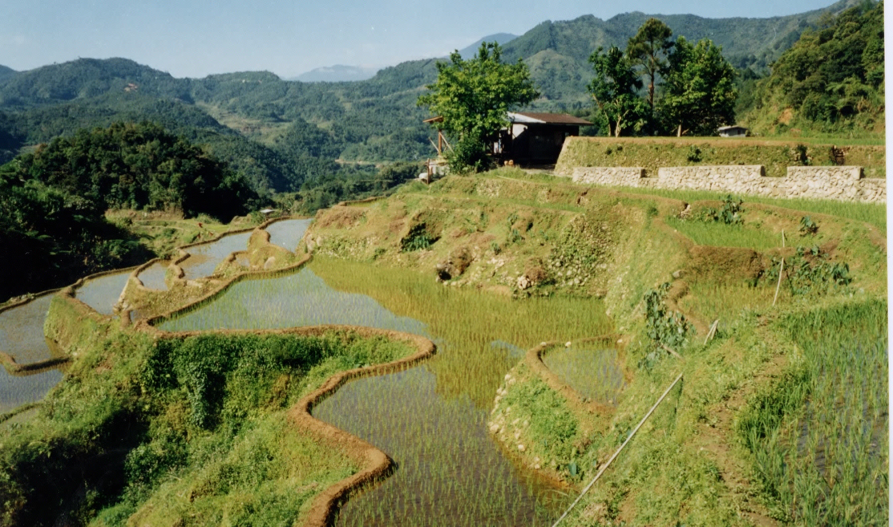 รูปถ่าย ฟิลิปปินส์(Philippines) บานาเวย์(Banaue) 1997-03 7