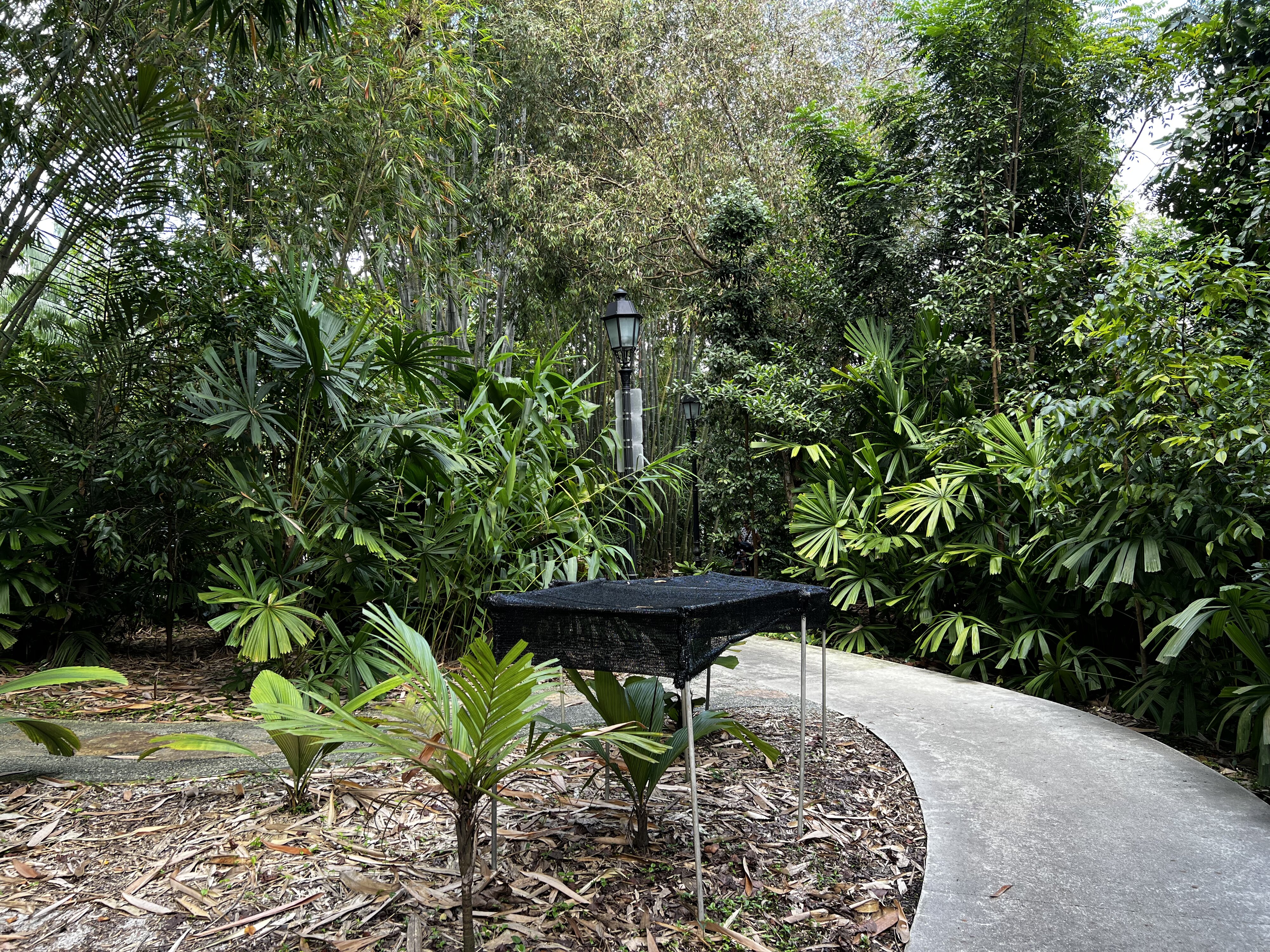 รูปถ่าย สิงคโปร์(Singapore) สวนพฤกษศาสตร์สิงคโปร์(Singapore Botanic Gardens) 2023-01 120