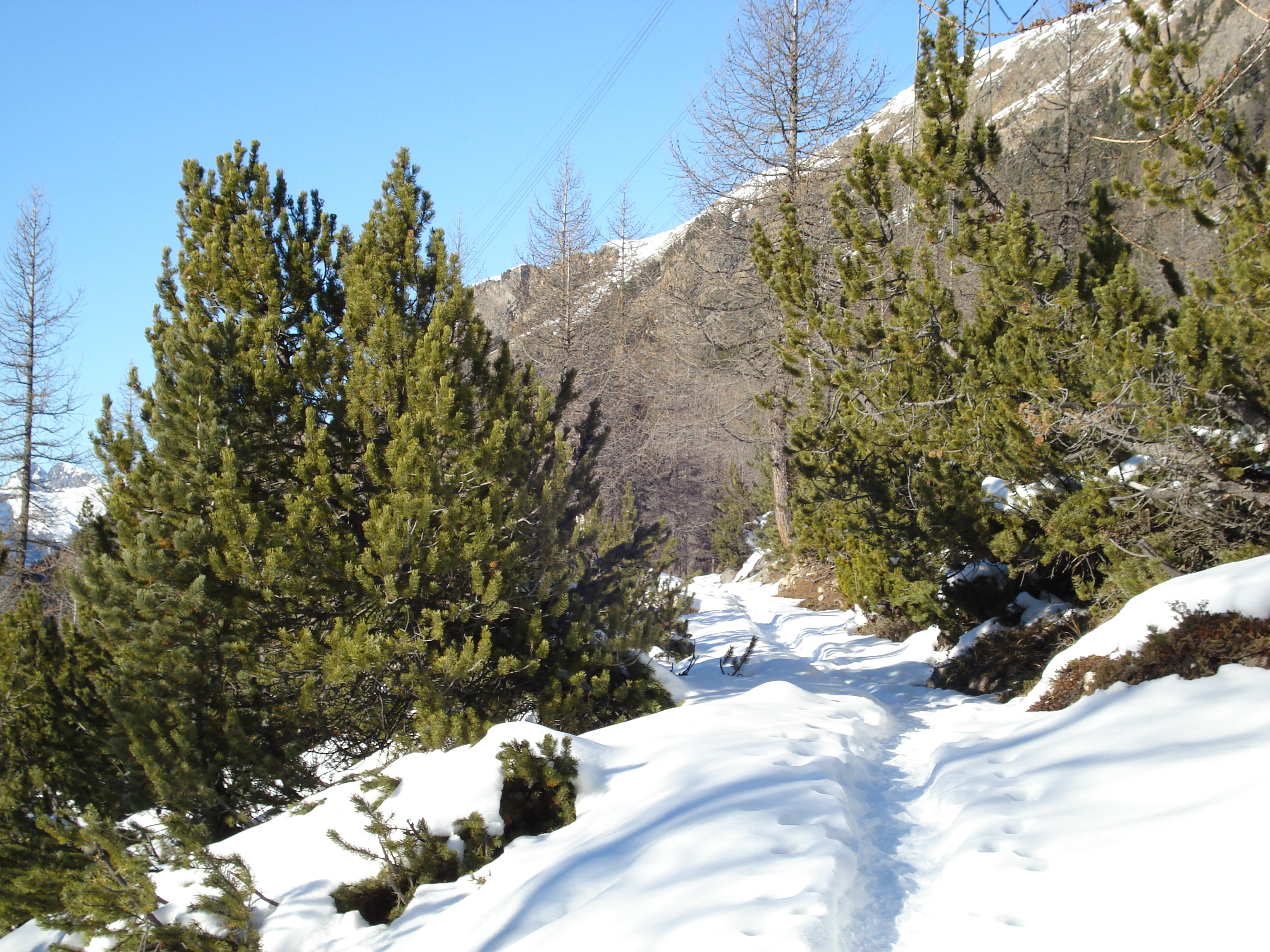 รูปถ่าย สวิสเซอร์แลนด์(Switzerland) จากปอนเตรซีนาไปลาโกเบียนโก(From Pontresina to Lago Bianco) 2007-01 1
