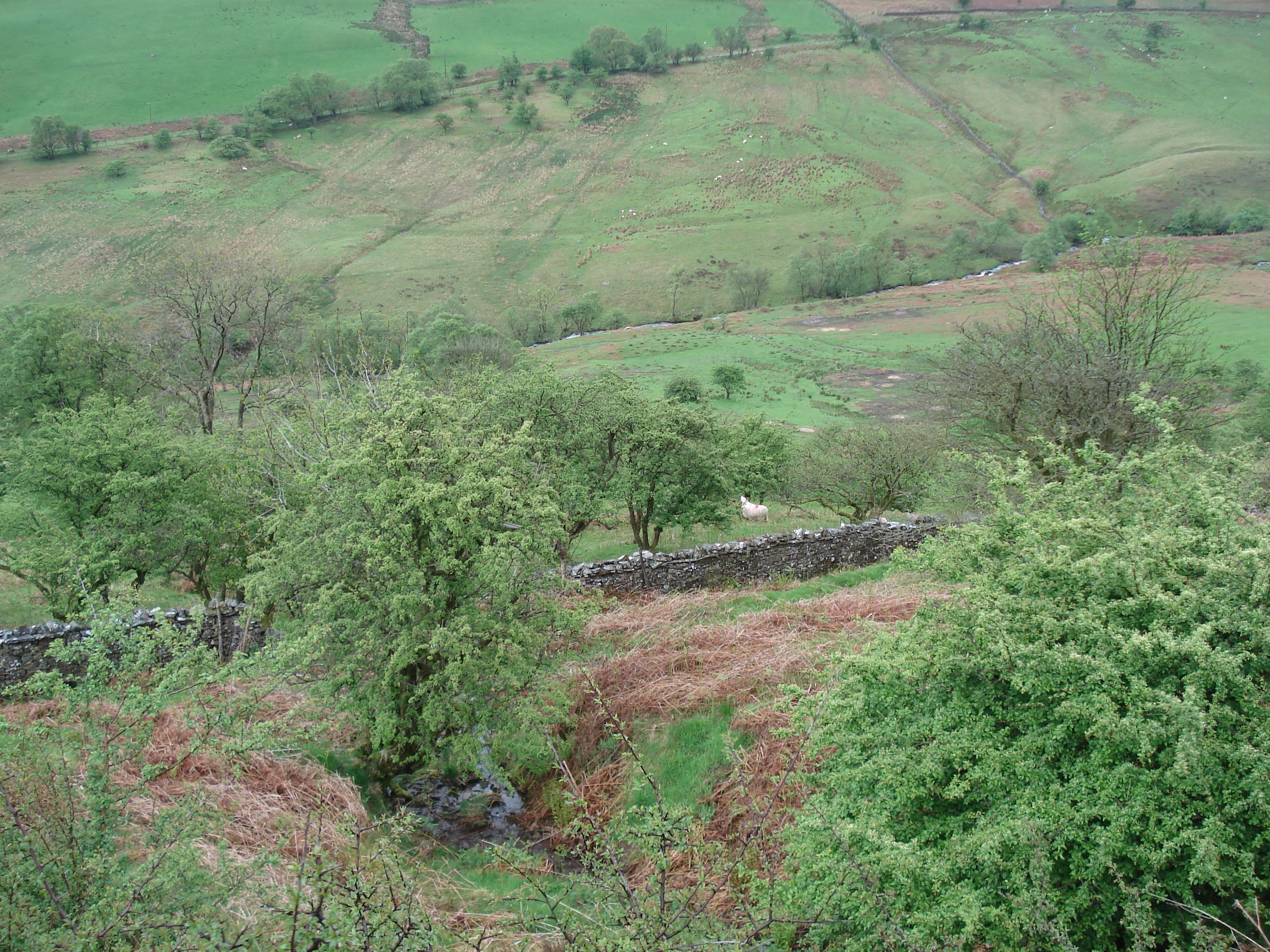 รูปถ่าย อังกฤษ(United Kingdom) อุทยานแห่งชาติเบรคอนบีคอนส์(Brecon Beacons National Park) 2006-05 119