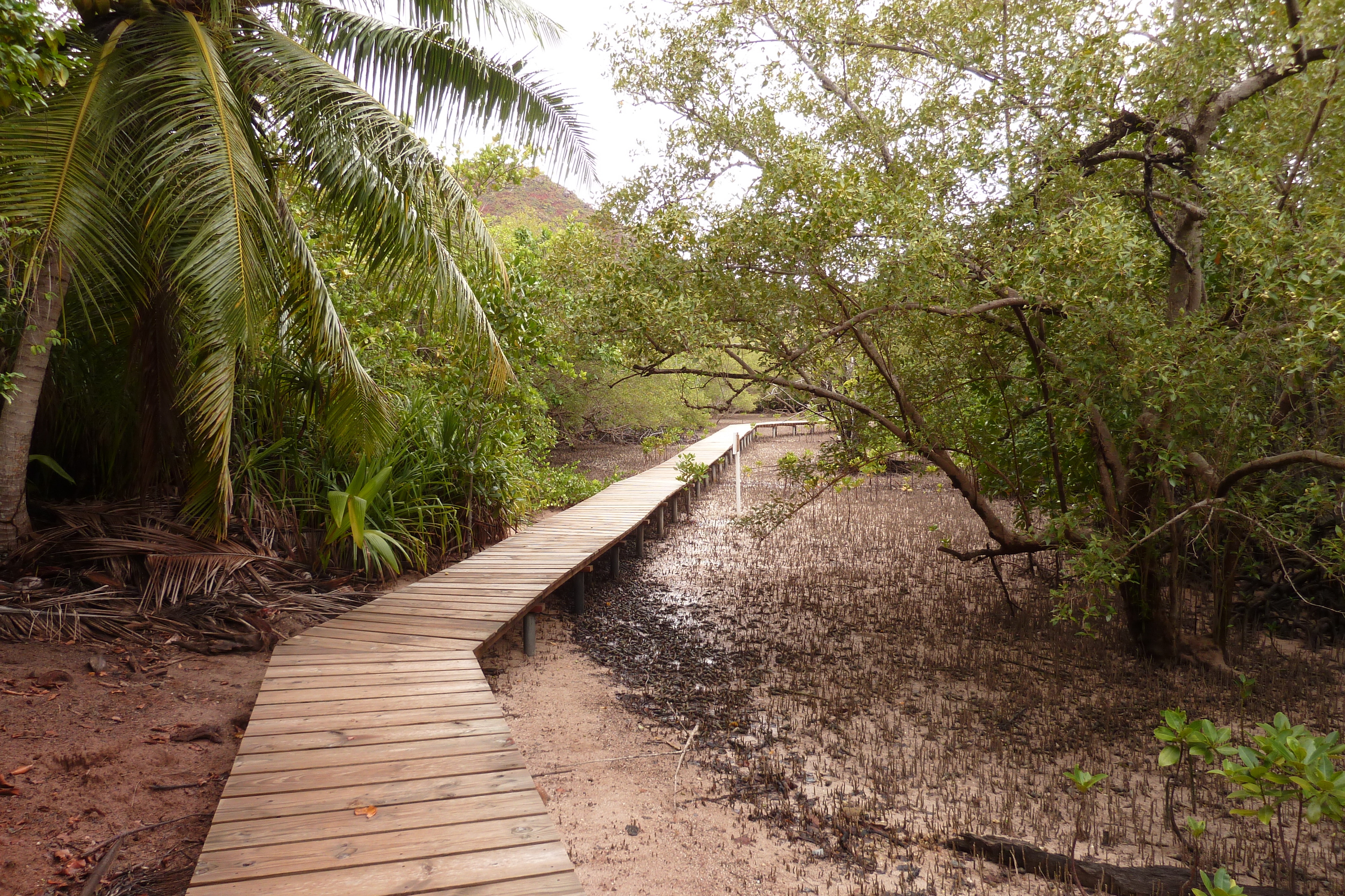 รูปถ่าย เซเชลส์(Seychelles) เกาะกูรีเยิซ(Curieuse) 2011-10 58