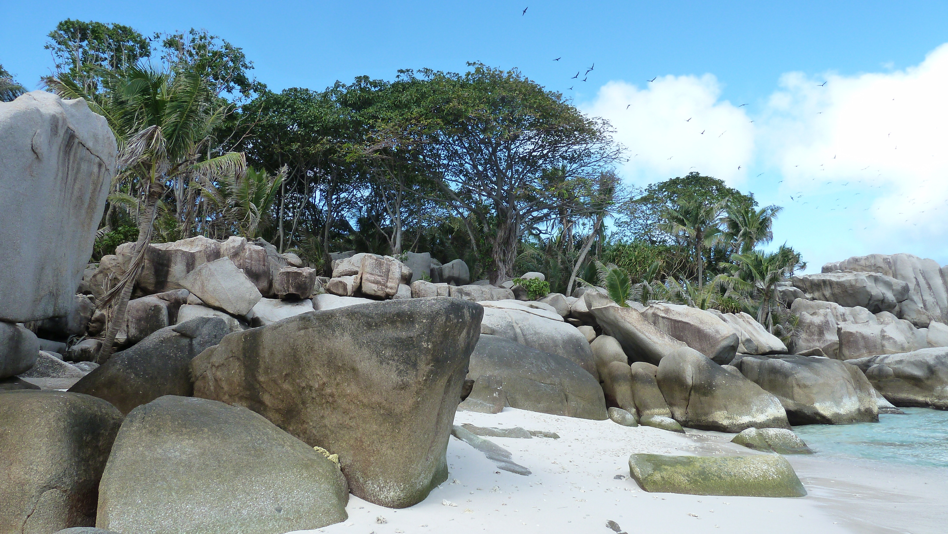รูปถ่าย เซเชลส์(Seychelles) เกาะโกโก้(Coco Island) 2011-10 85