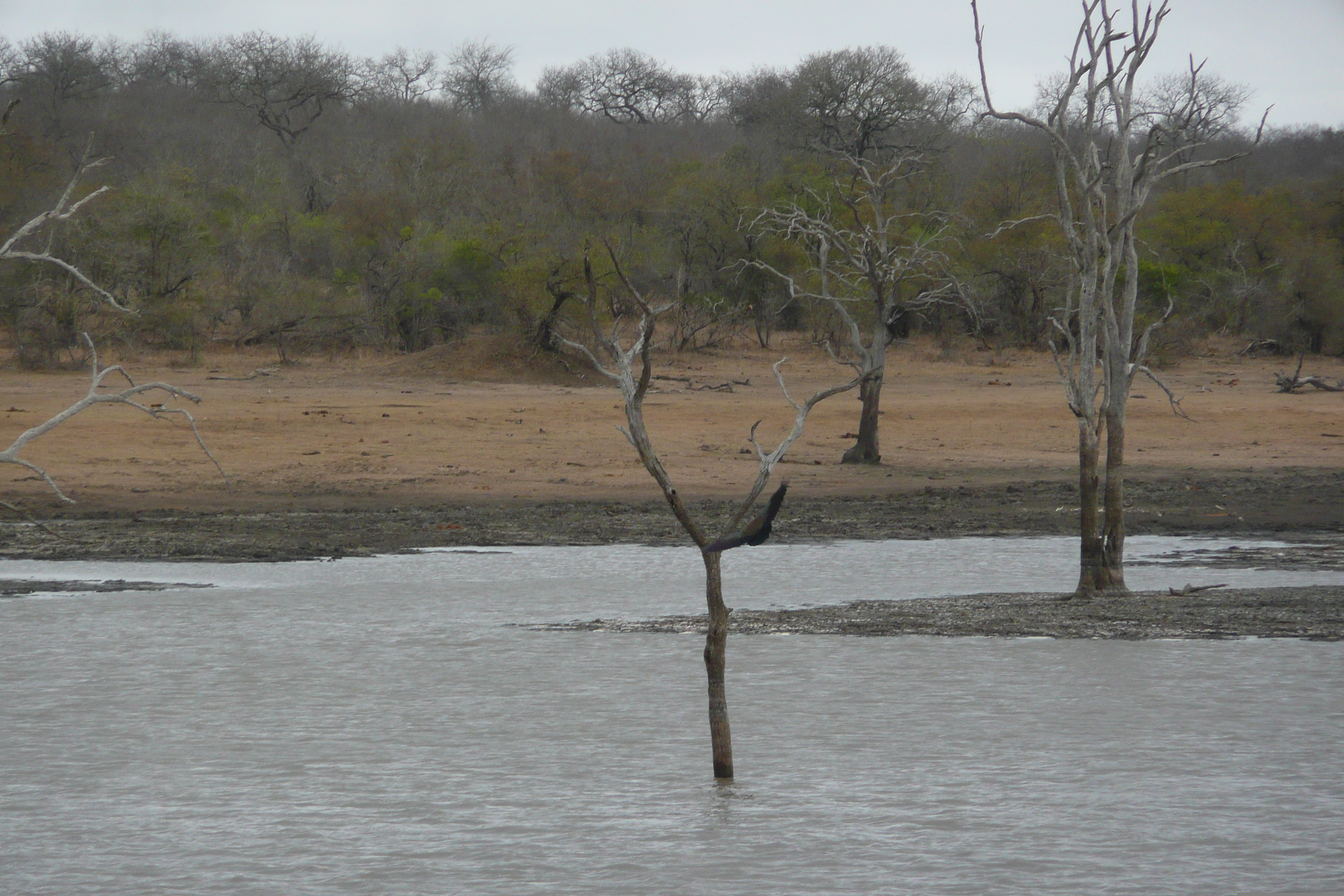 รูปถ่าย แอฟริกาใต้(South Africa) อุทยานแห่งชาติครูเกอร์(Kruger National Park) มปอนโด(Mpondo) 2008-09 31